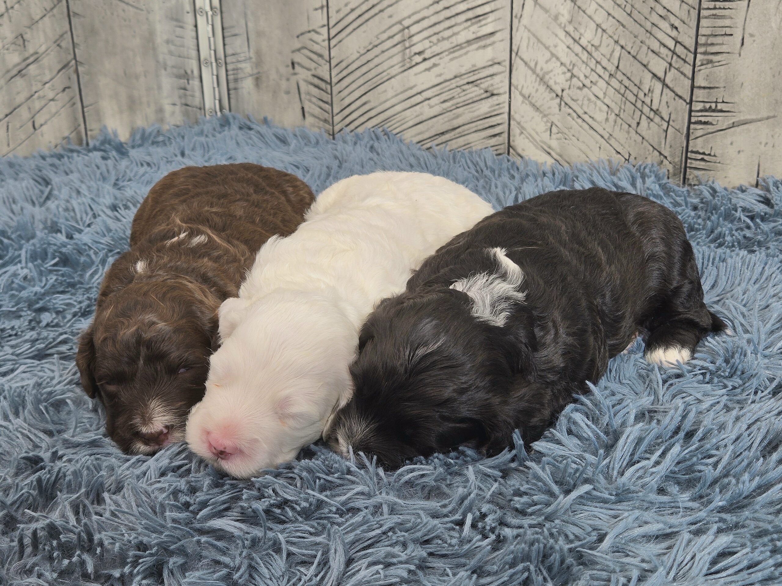 Rainie's April '26 Litter - Image 3