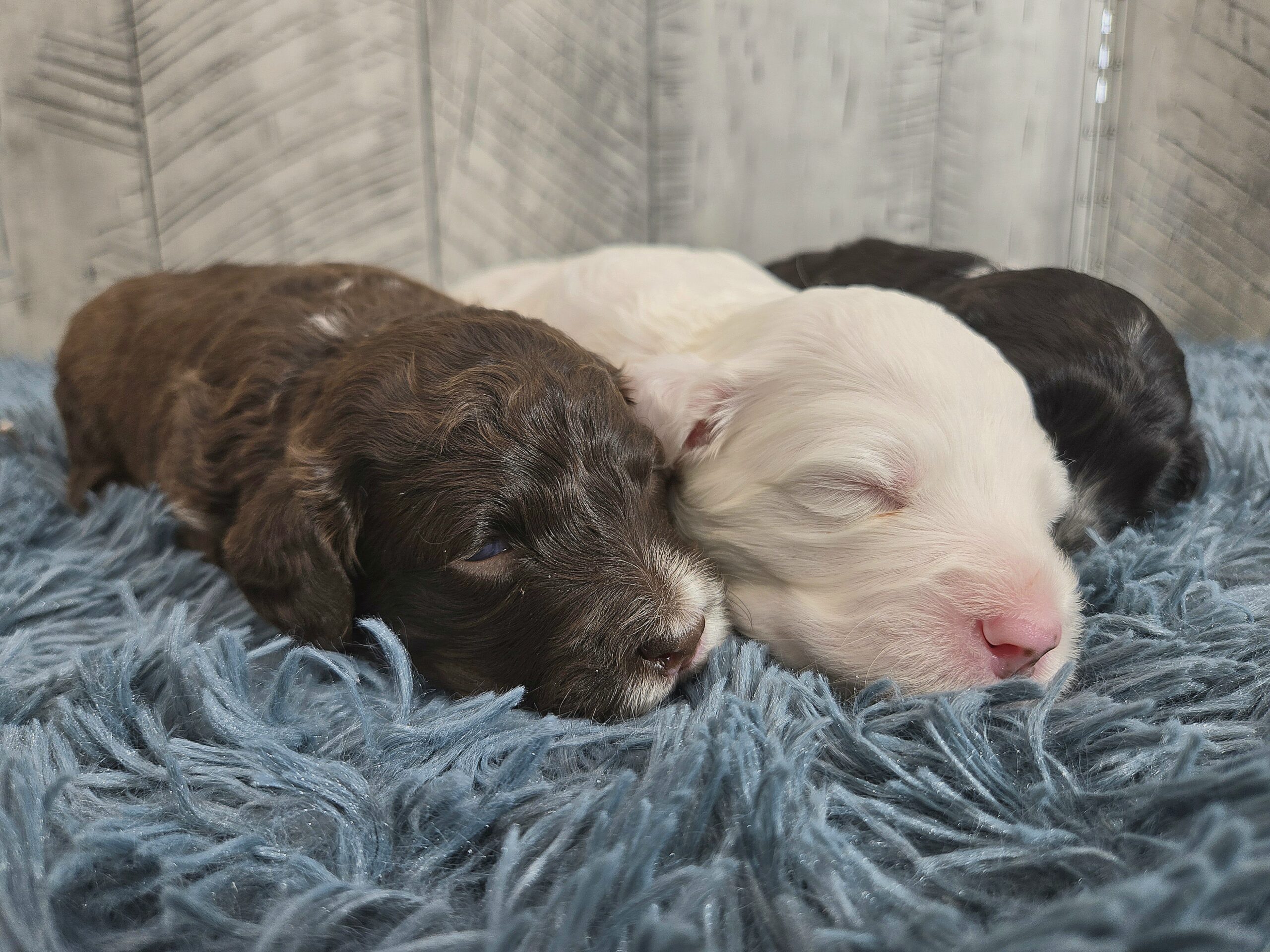 Rainie's April '26 Litter - Image 4