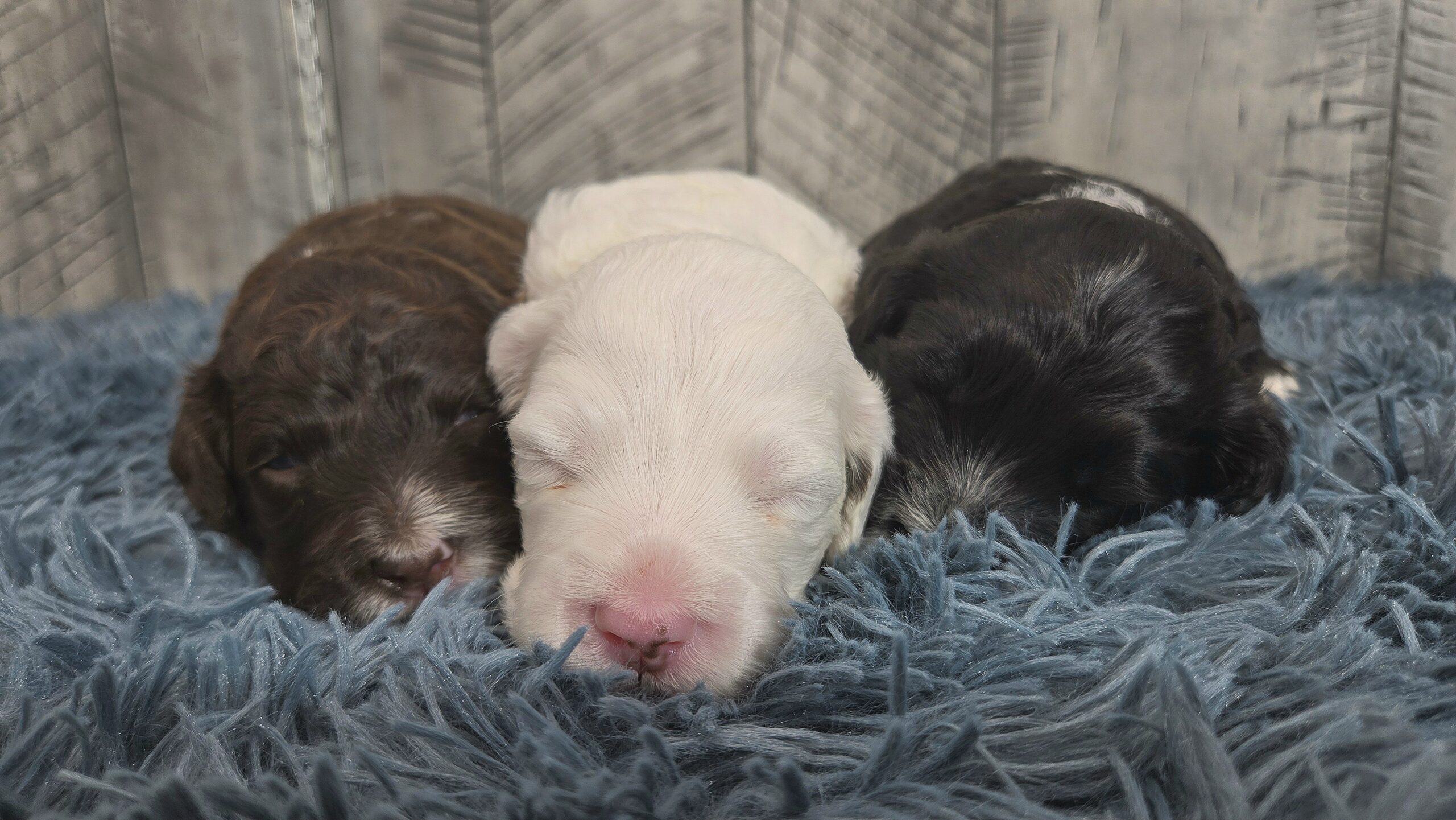 Rainie's April '26 Litter - Image 7