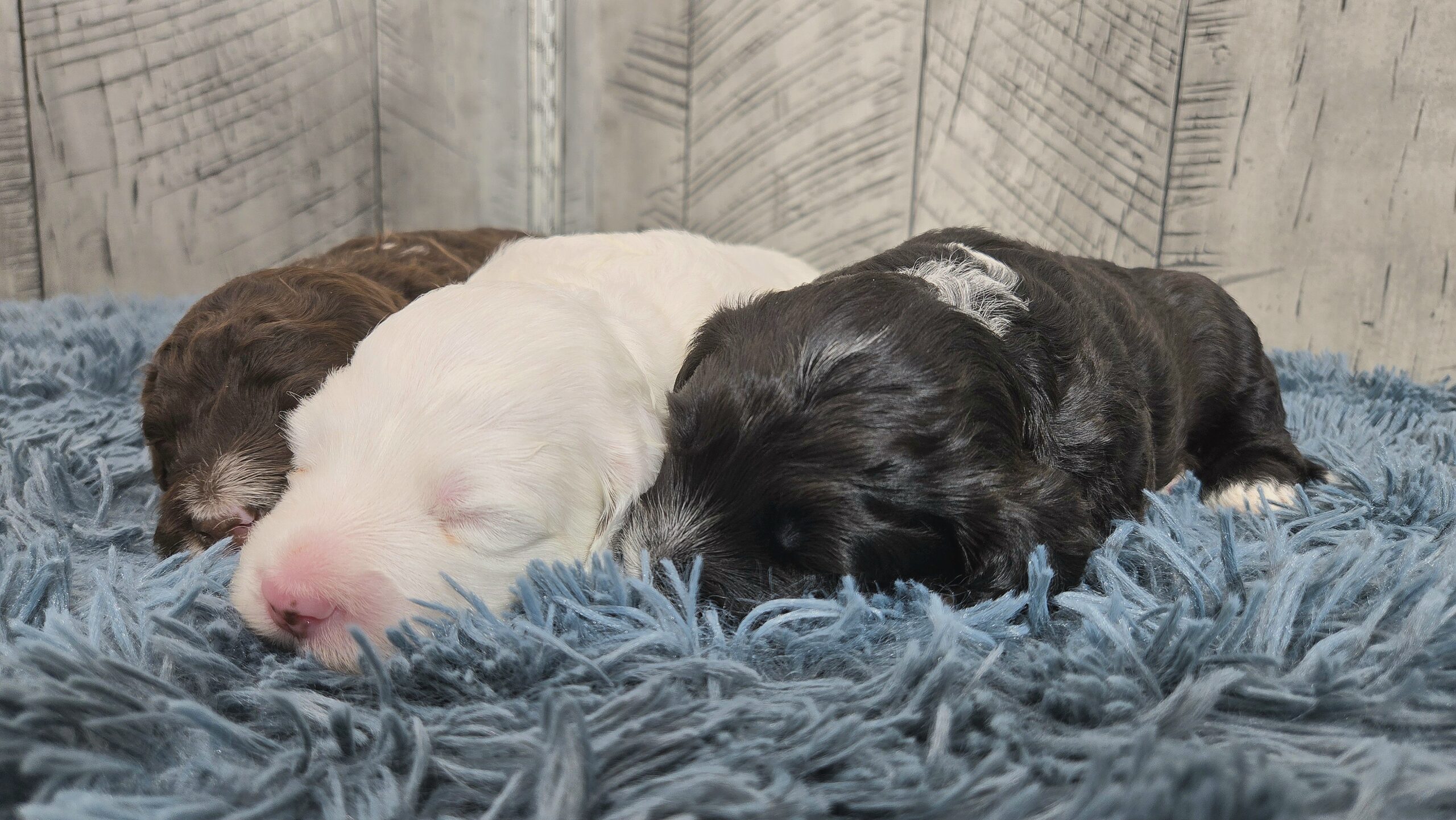 Rainie's April '26 Litter - Image 5