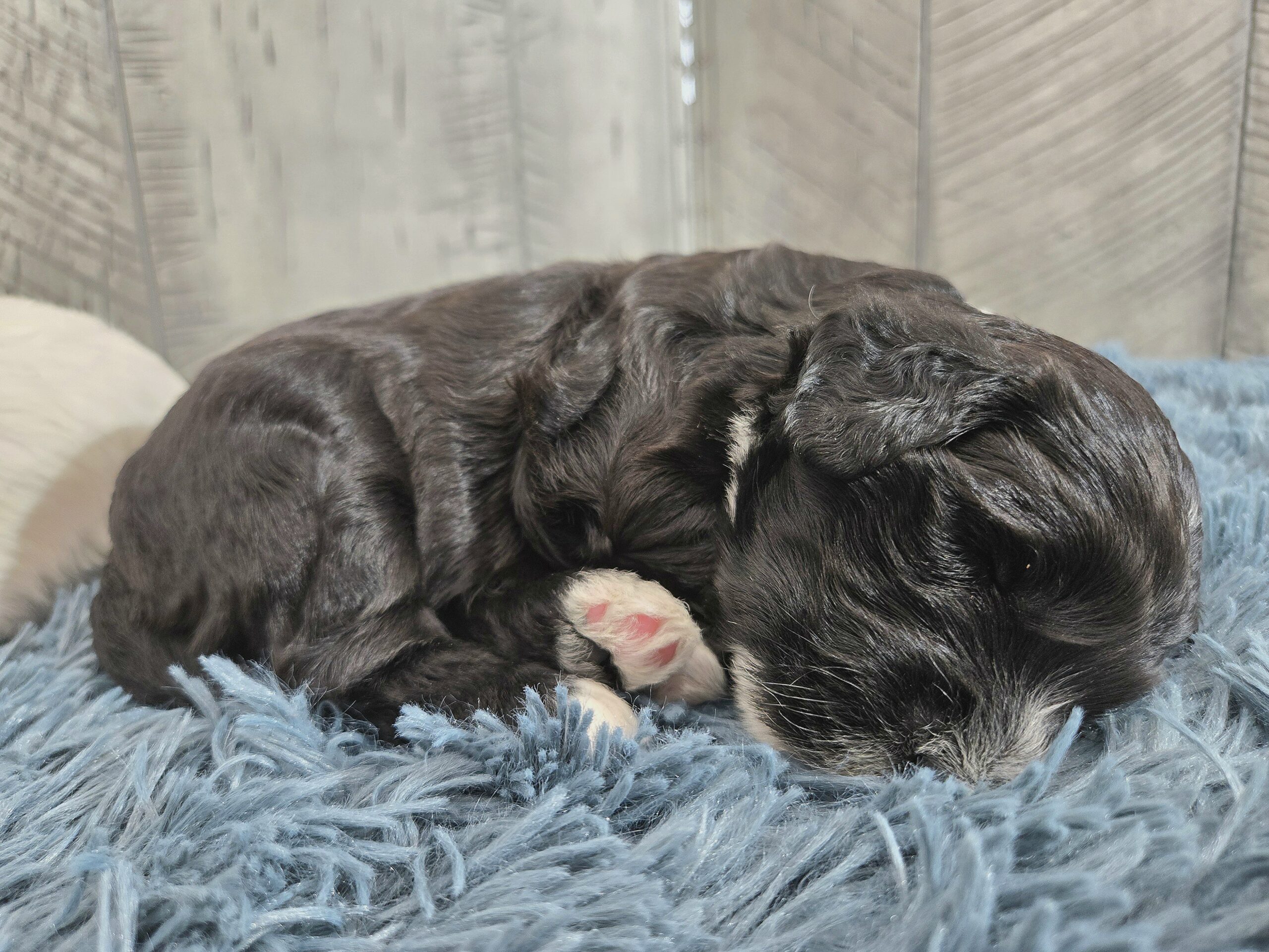 Rainie's April '26 Litter - Image 15