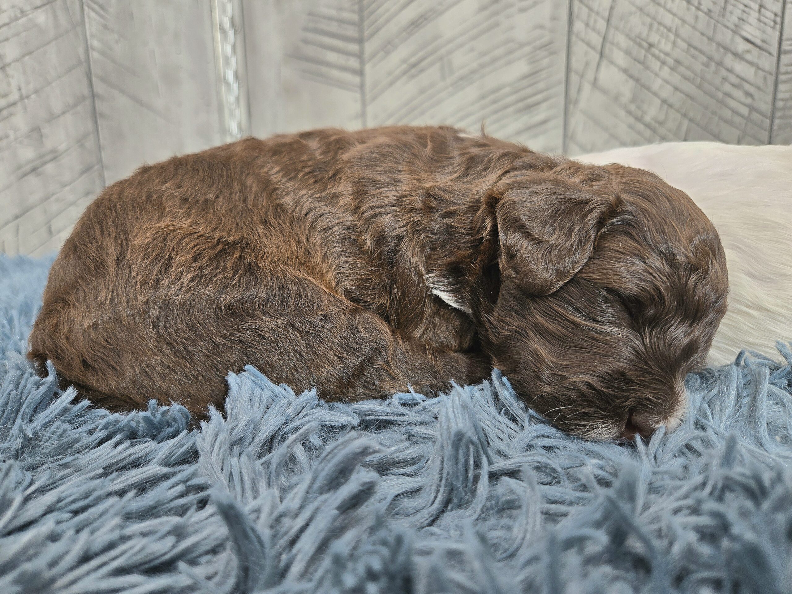 Rainie's April '26 Litter - Image 11