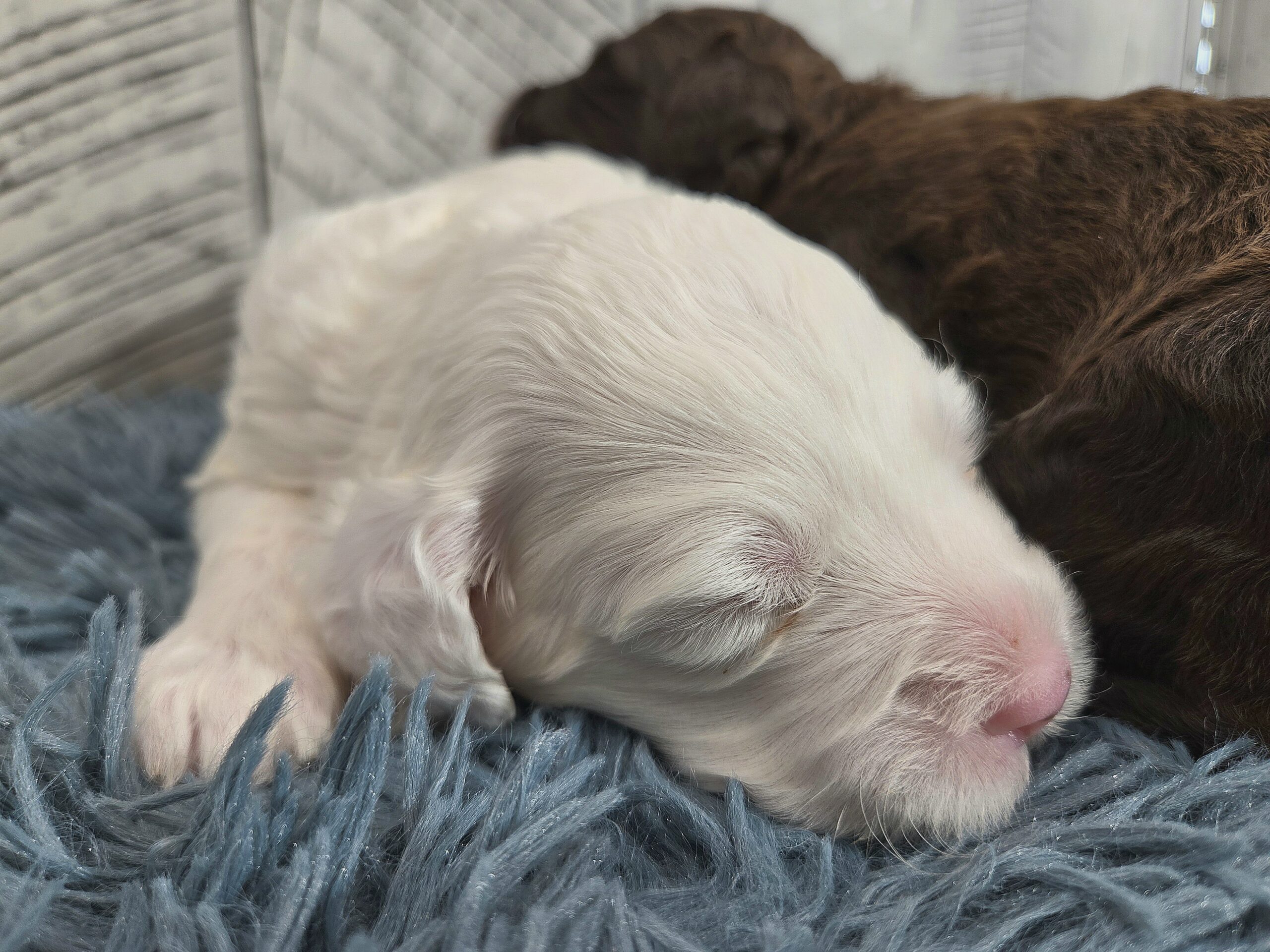 Rainie's April '26 Litter - Image 13