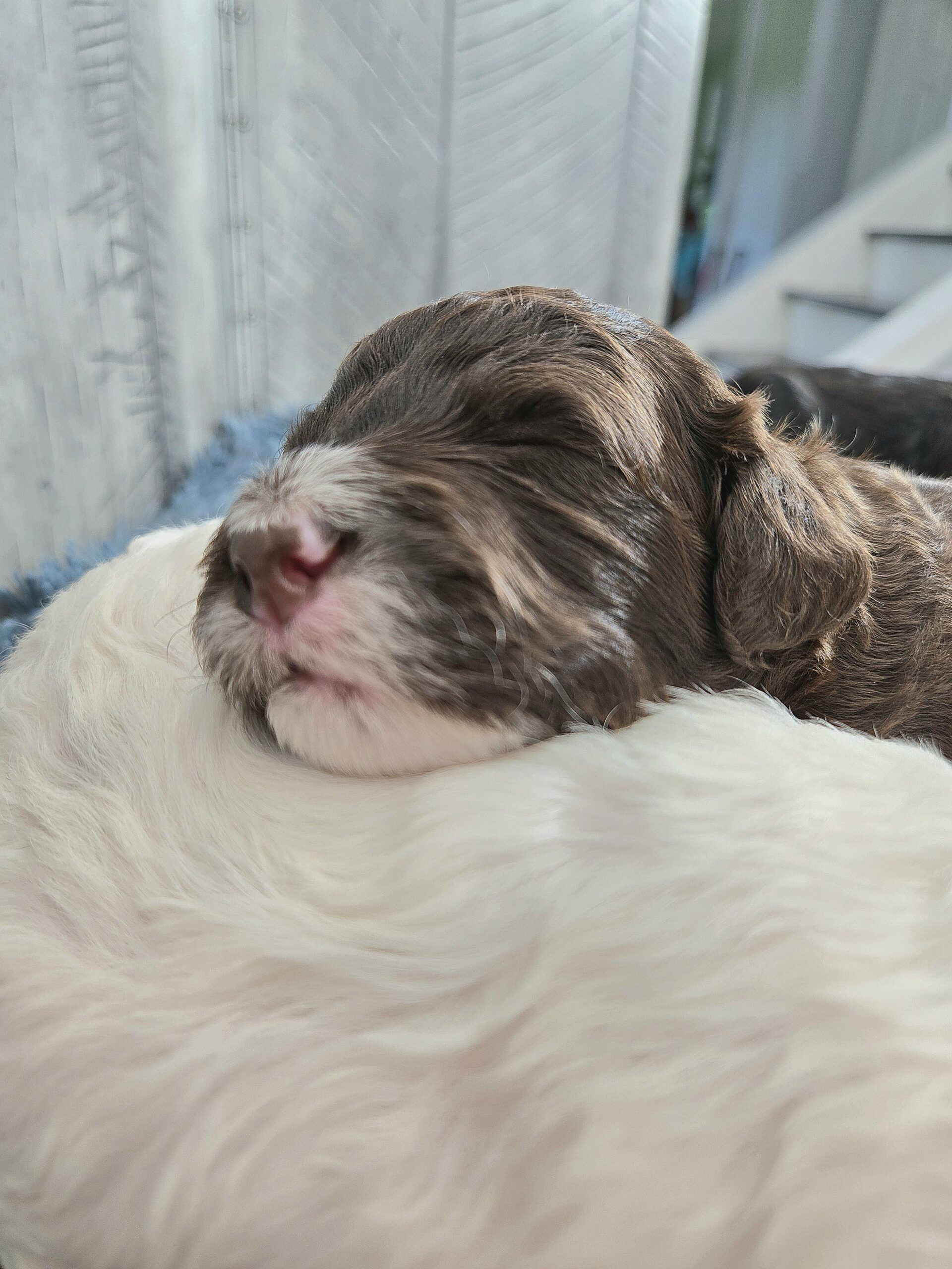 Rainie's April '26 Litter - Image 12
