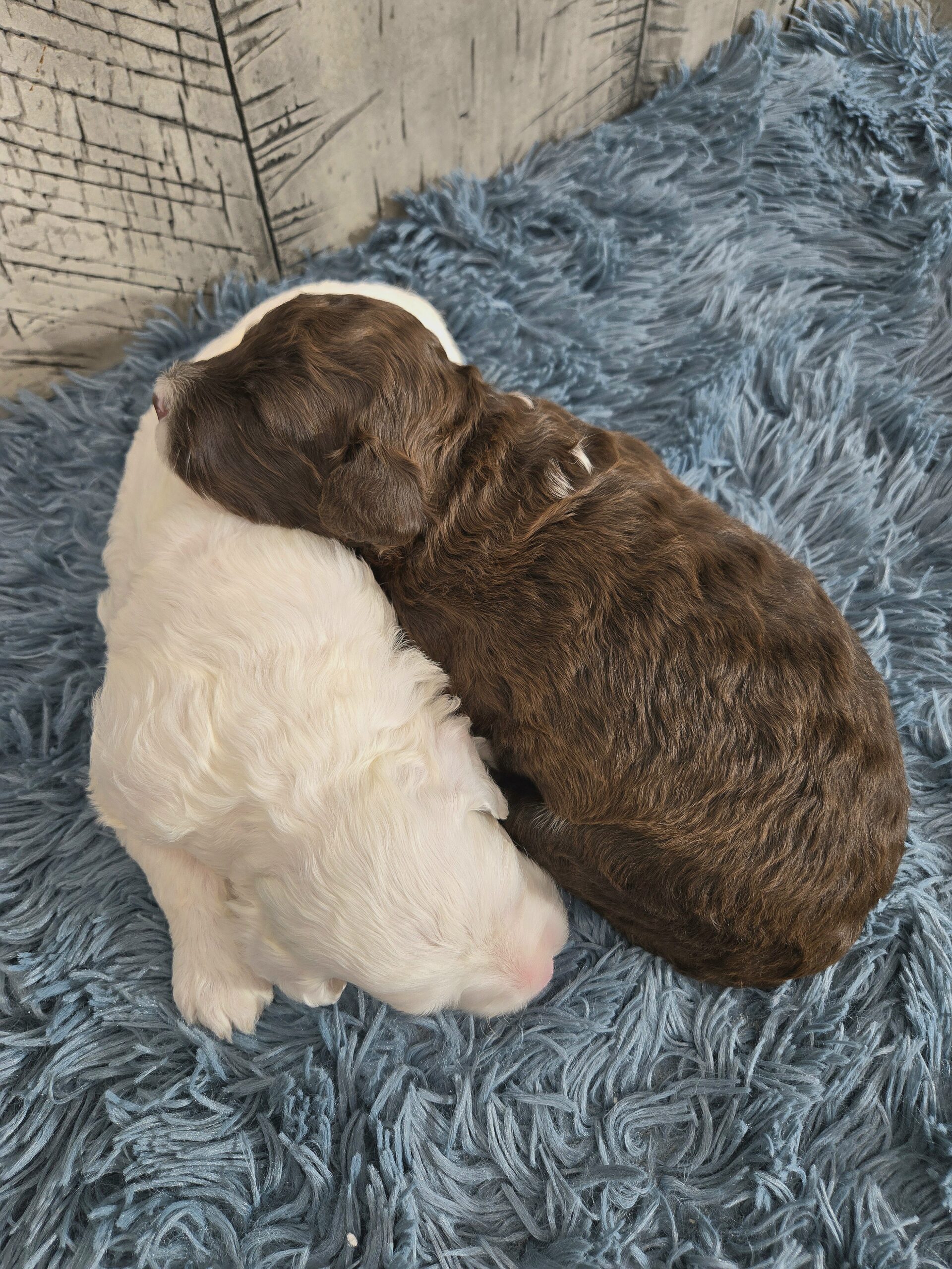 Rainie's April '26 Litter - Image 14