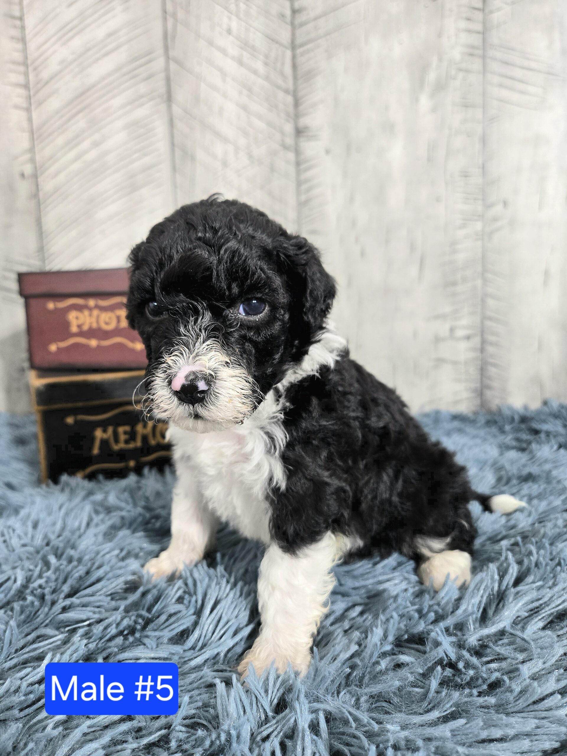Hazel's April '26 Litter - Image 17