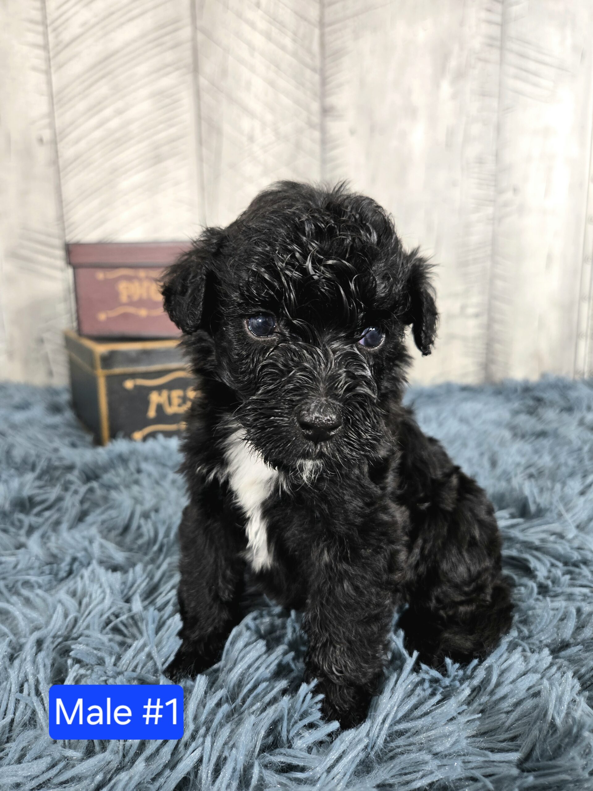 Hazel's April '26 Litter - Image 10