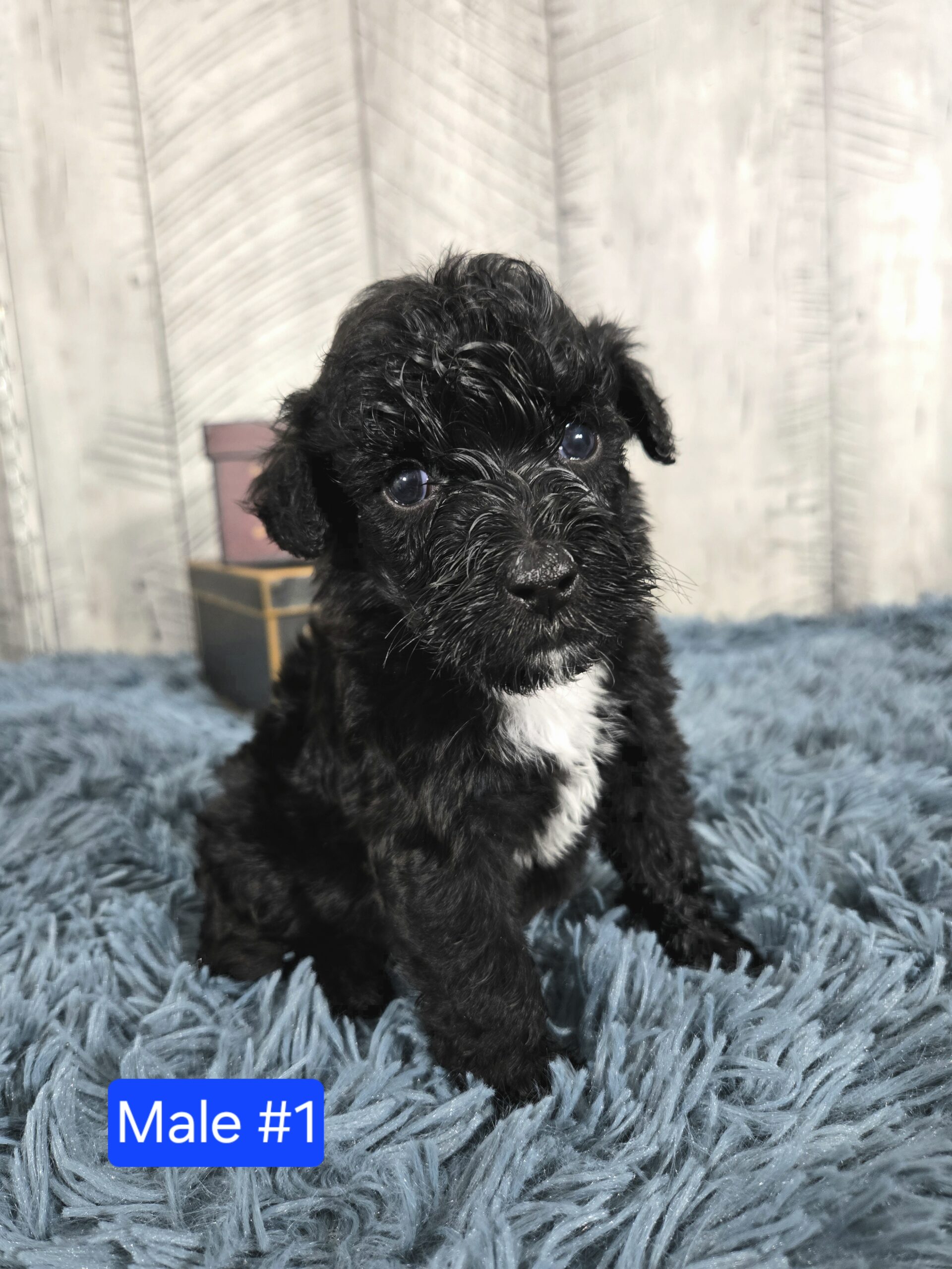 Hazel's April '26 Litter - Image 9