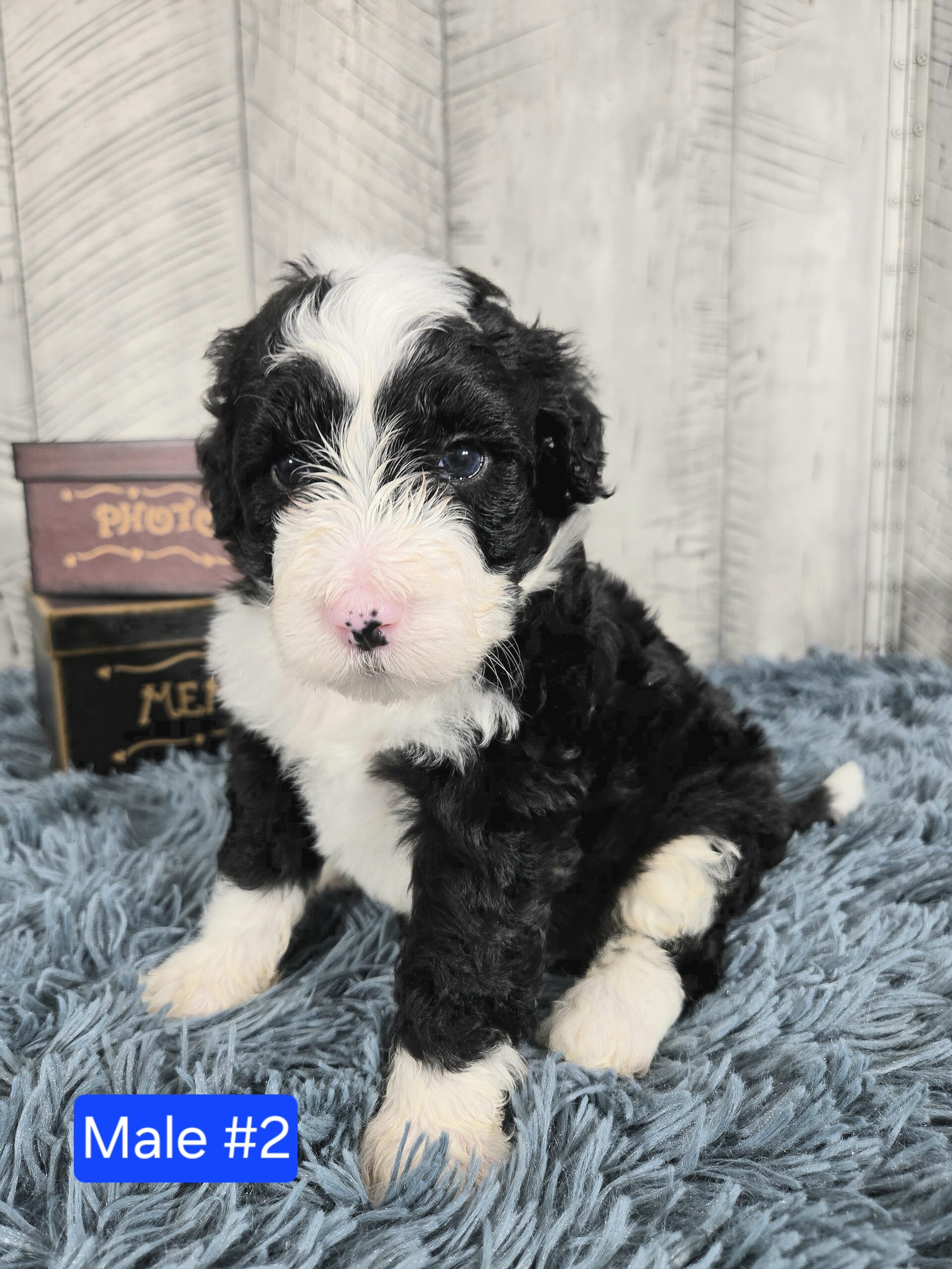 Hazel's April '26 Litter - Image 11
