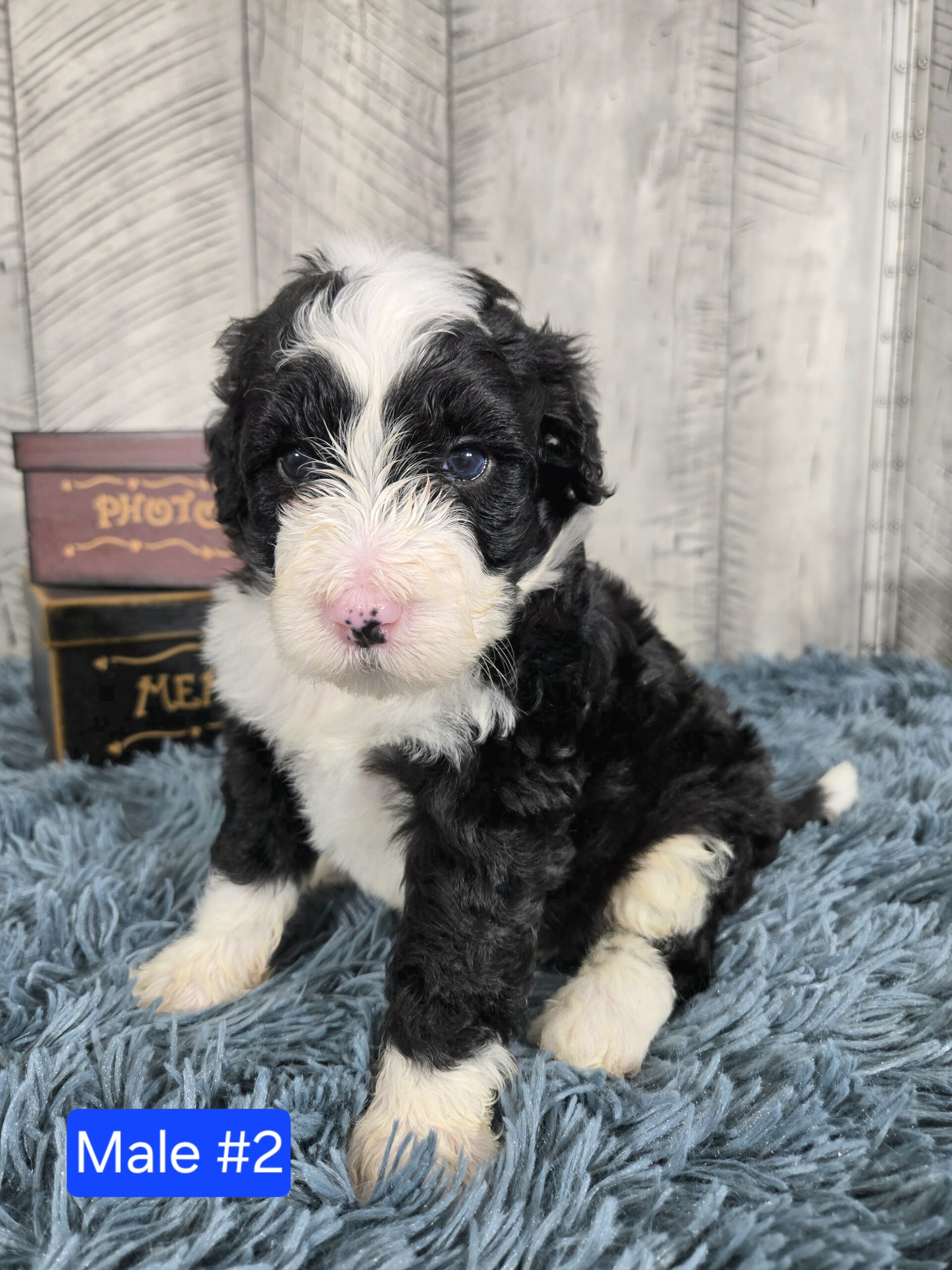 Hazel's April '26 Litter - Image 12