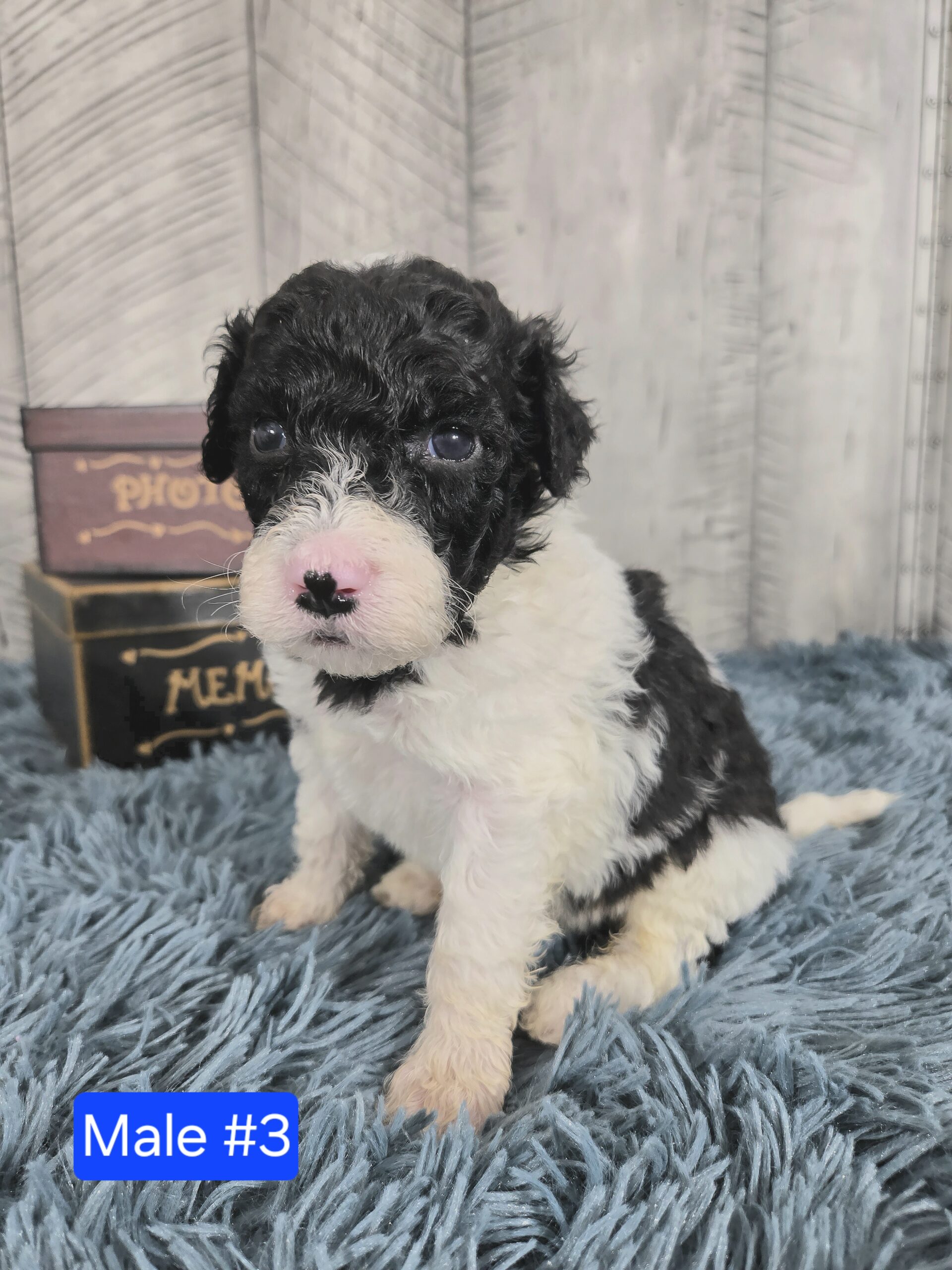 Hazel's April '26 Litter - Image 14
