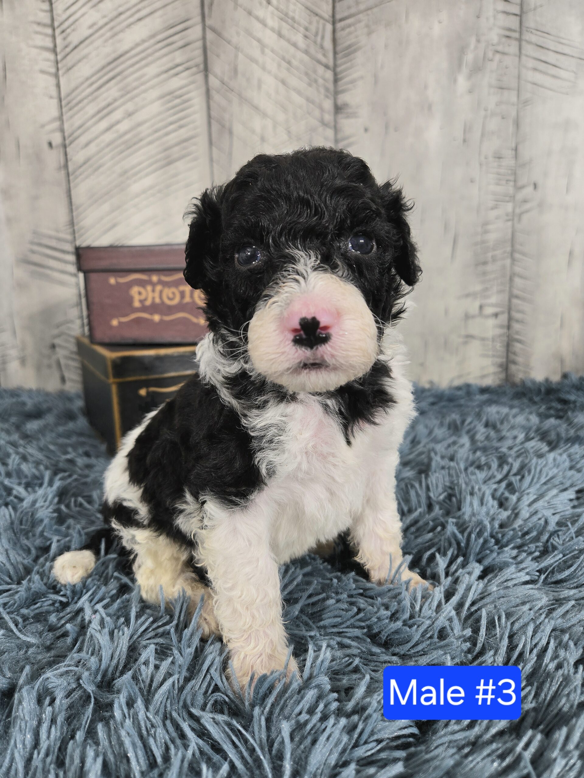 Hazel's April '26 Litter - Image 13