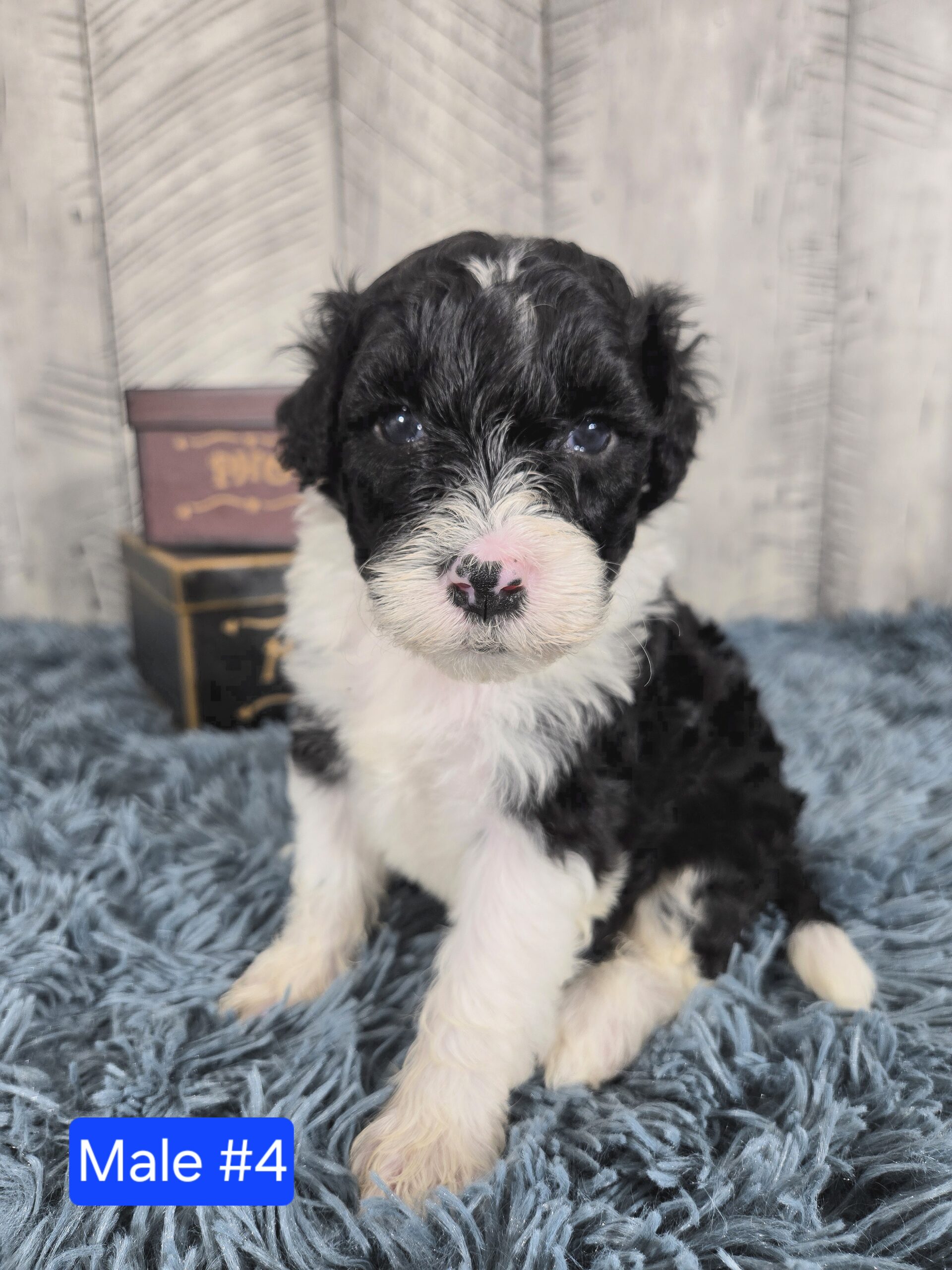 Hazel's April '26 Litter - Image 16