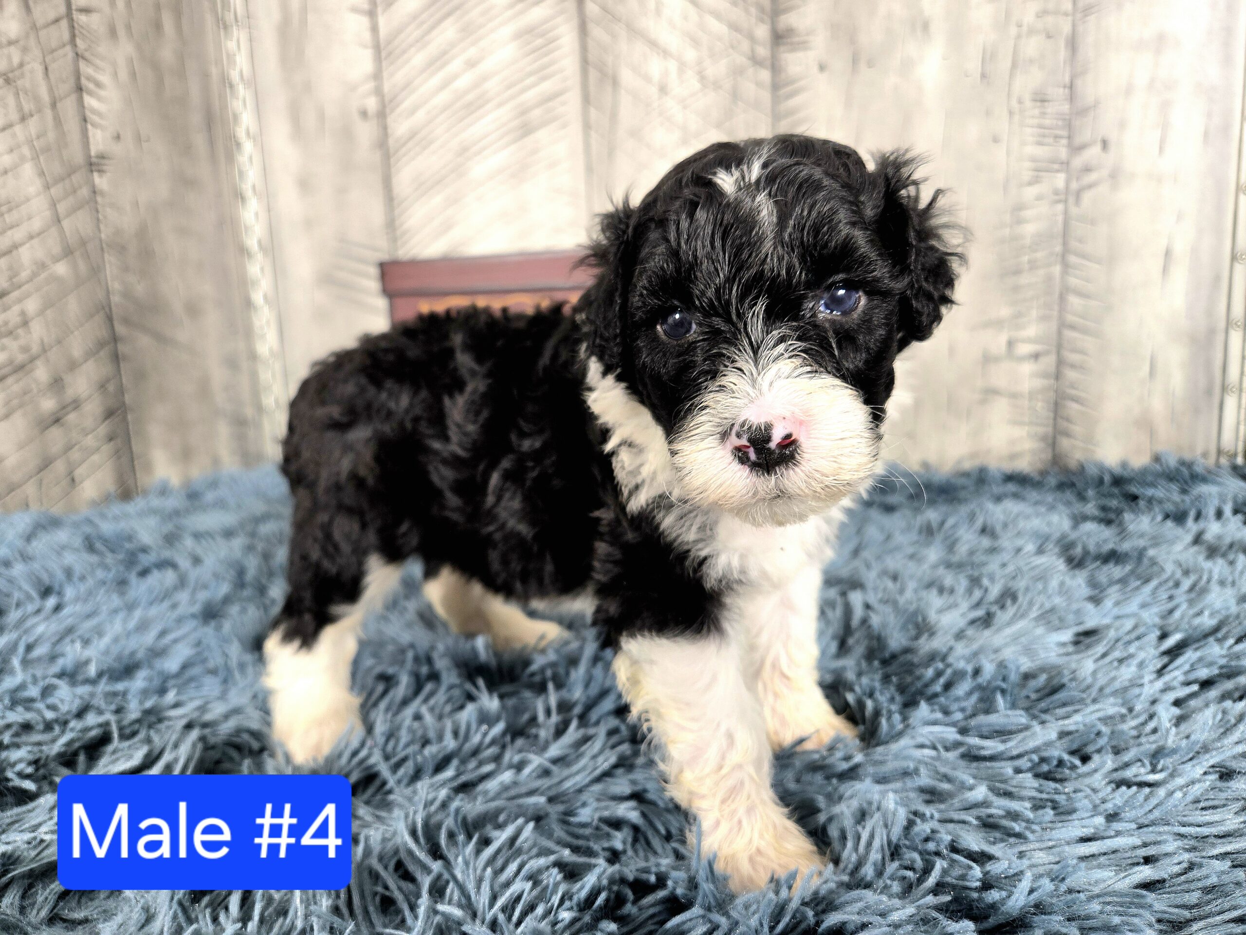 Hazel's April '26 Litter - Image 15