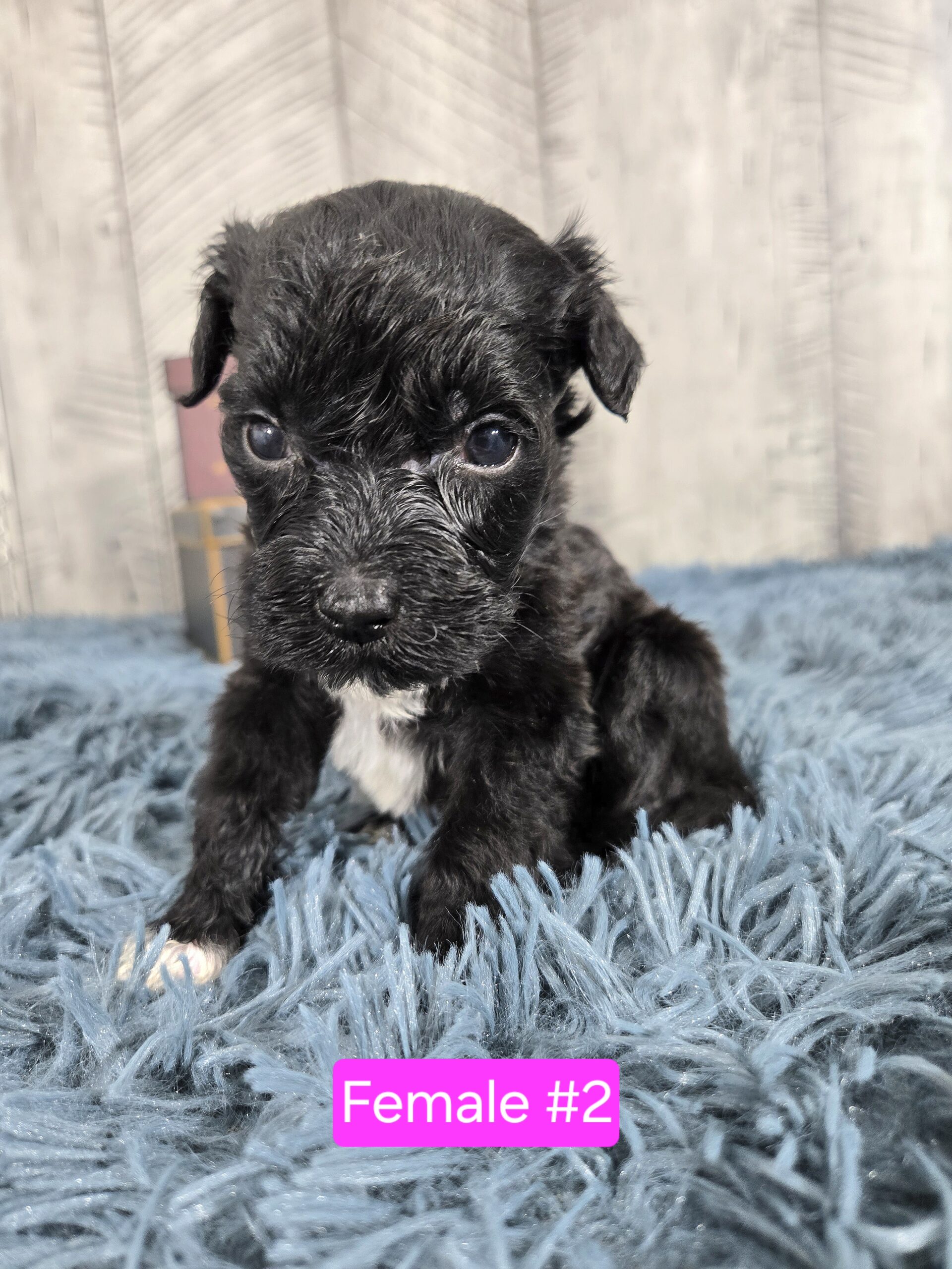 Hazel's April '26 Litter - Image 6