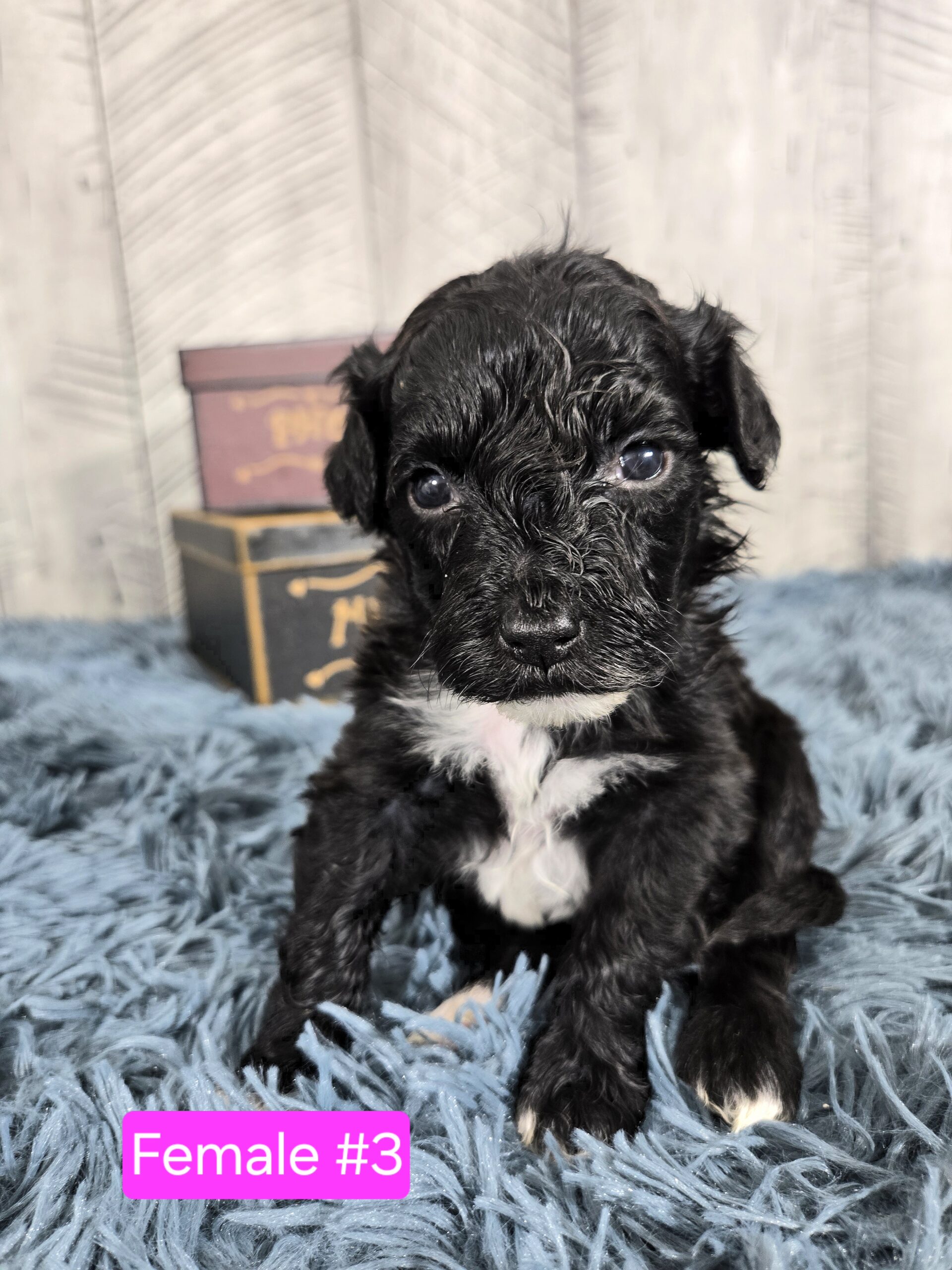 Hazel's April '26 Litter - Image 8