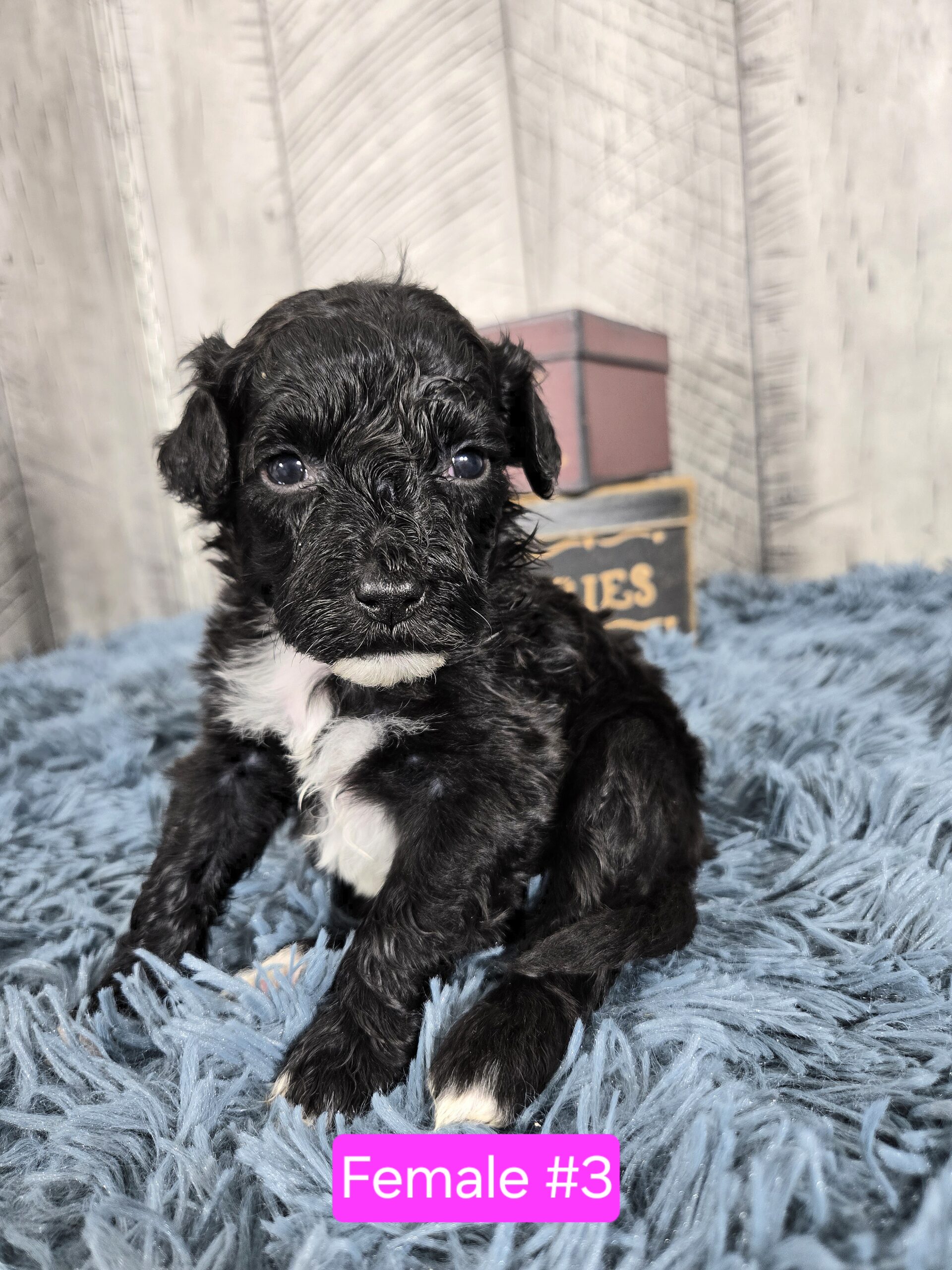 Hazel's April '26 Litter - Image 7