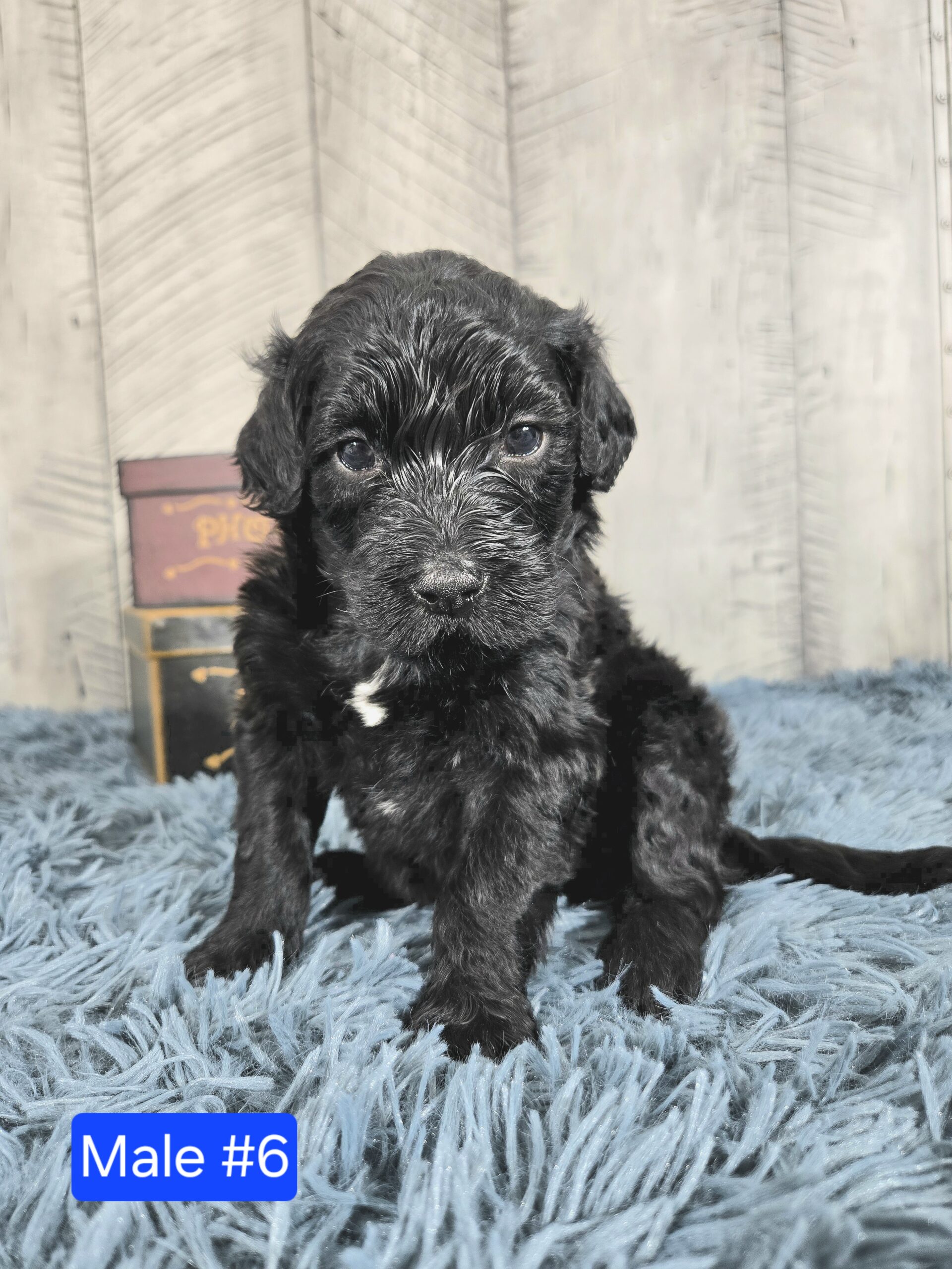 Hazel's April '26 Litter - Image 20