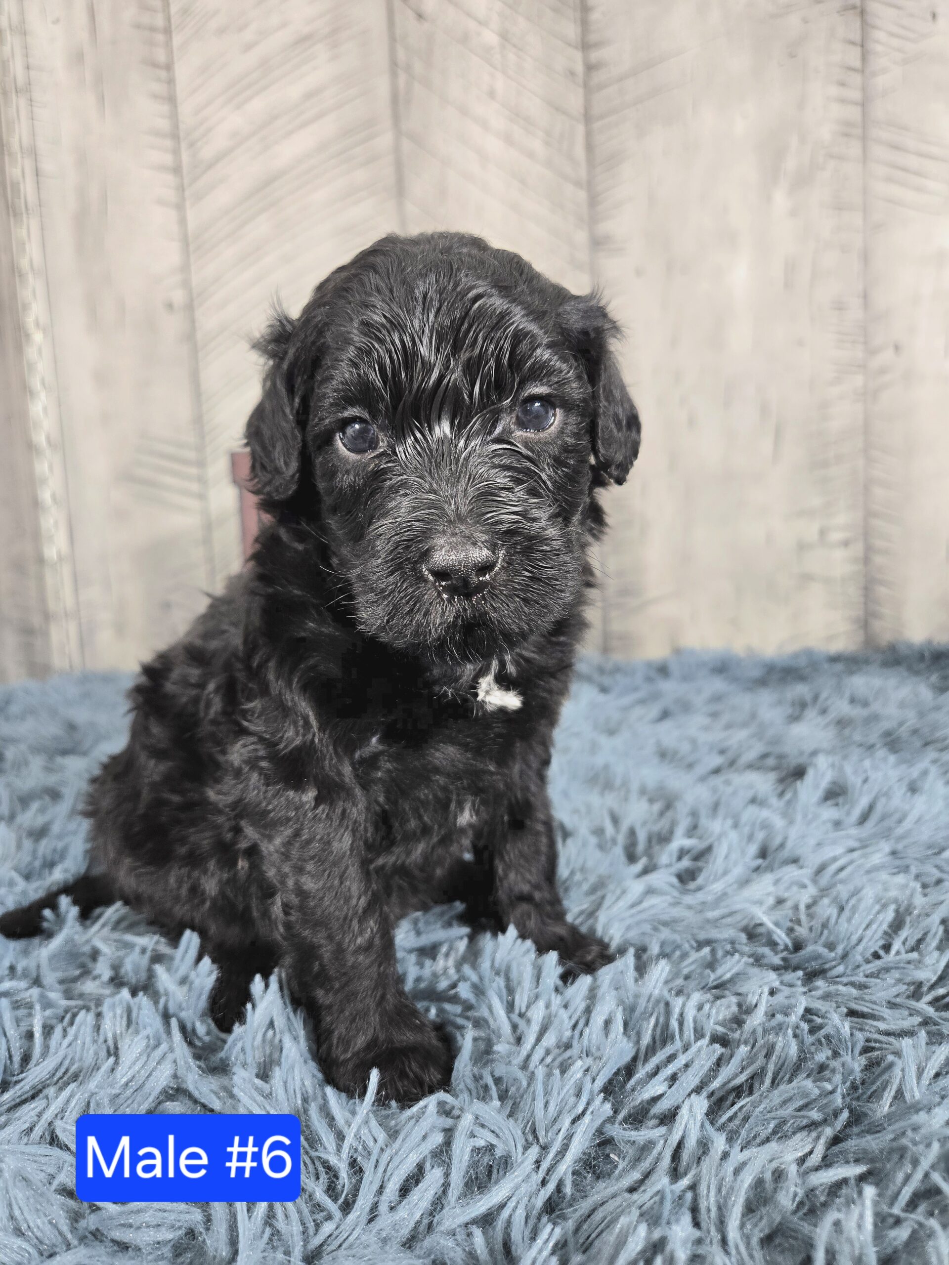 Hazel's April '26 Litter - Image 19