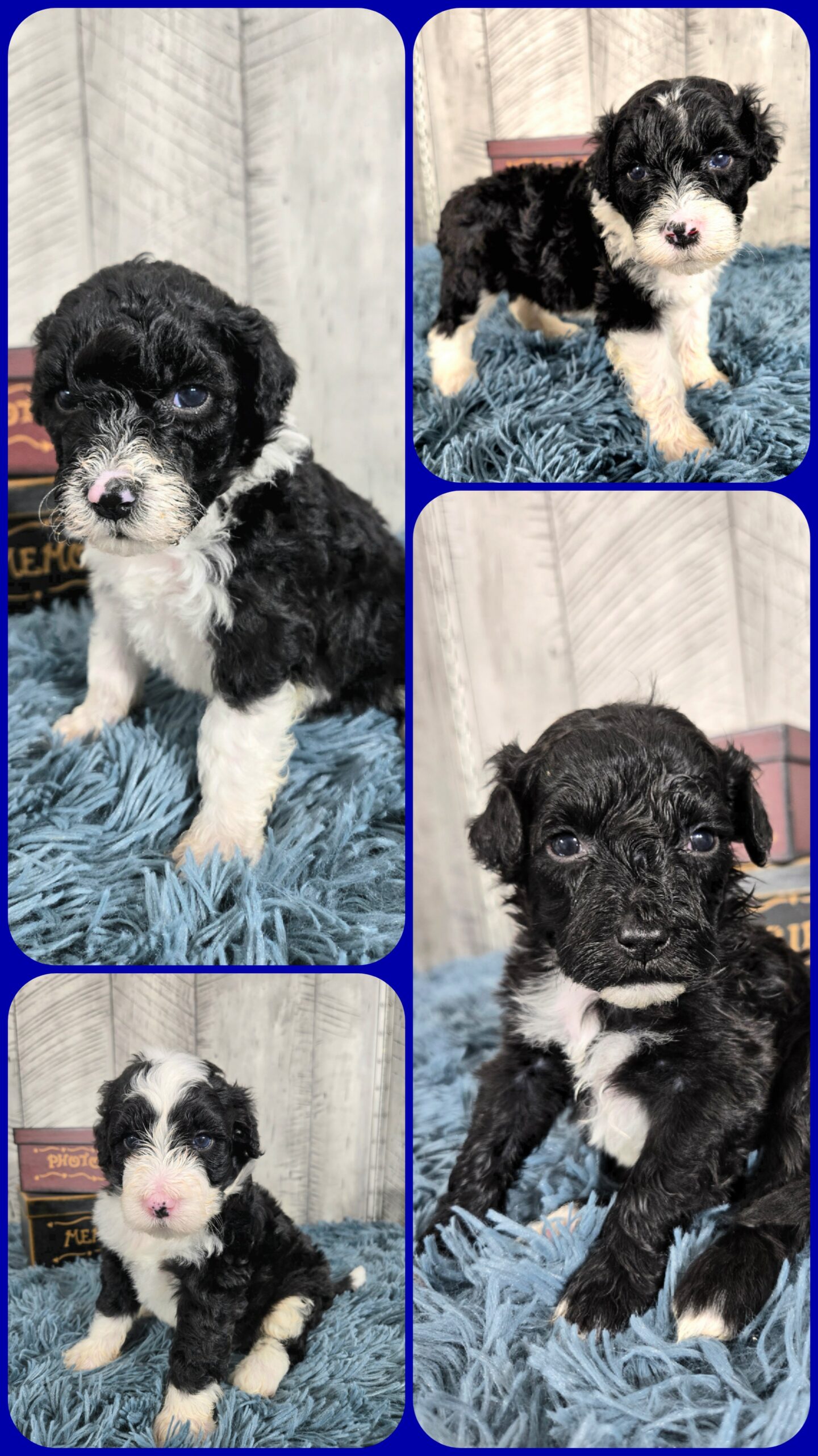Hazel's April '26 Litter - Image 2