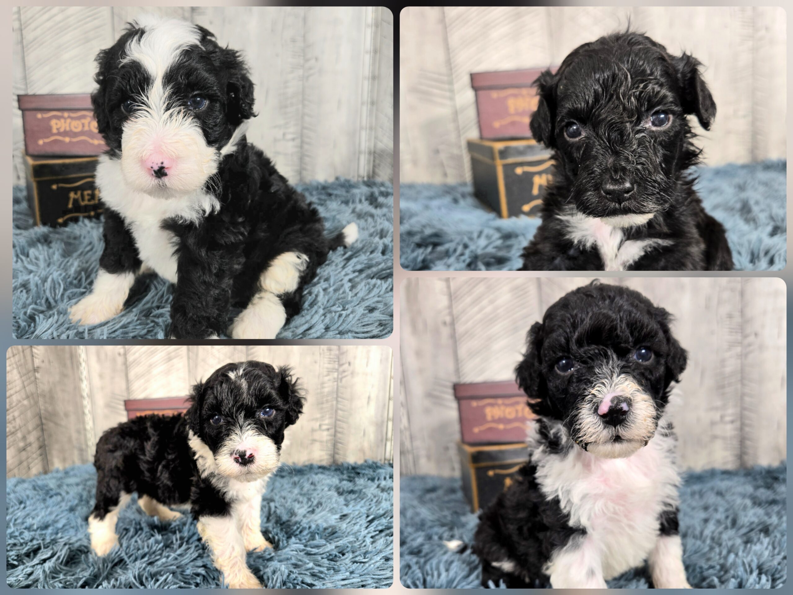 Hazel's April '26 Litter