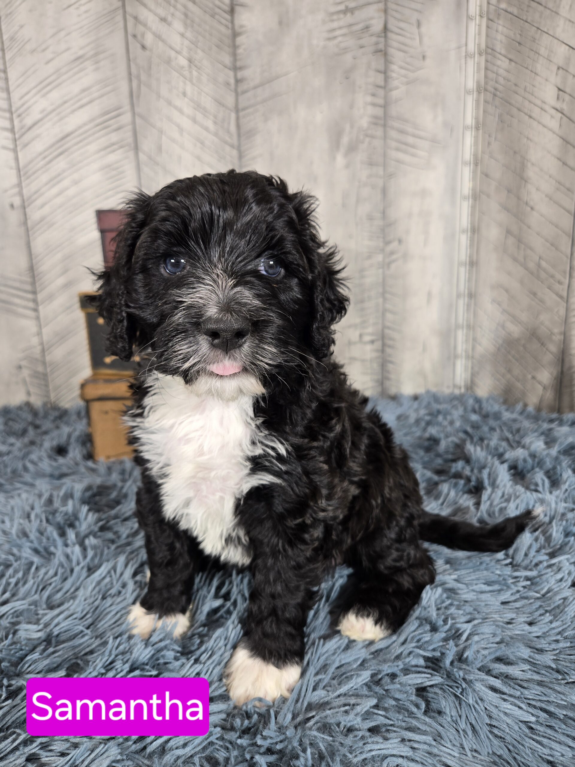 Rainie's April '26 Litter - Image 5
