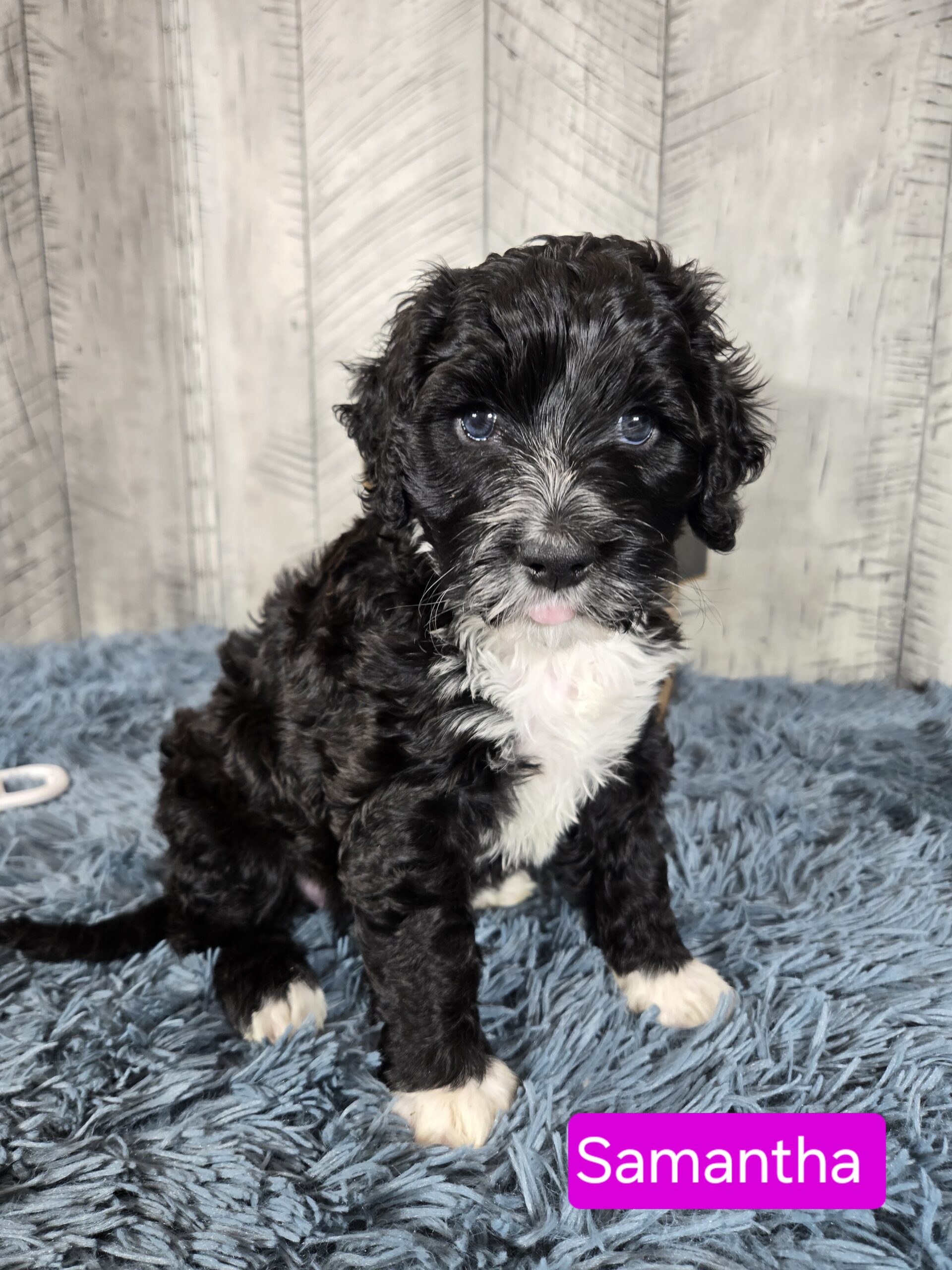 Rainie's April '26 Litter - Image 6