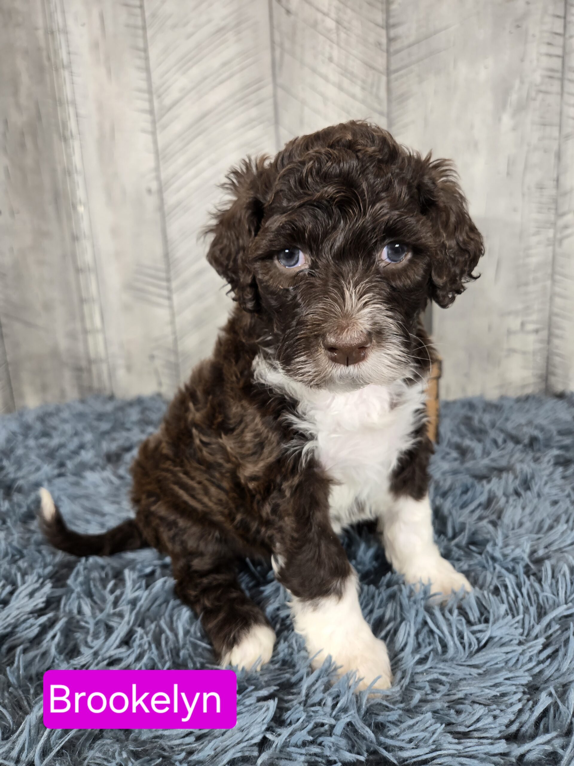 Rainie's April '26 Litter - Image 9