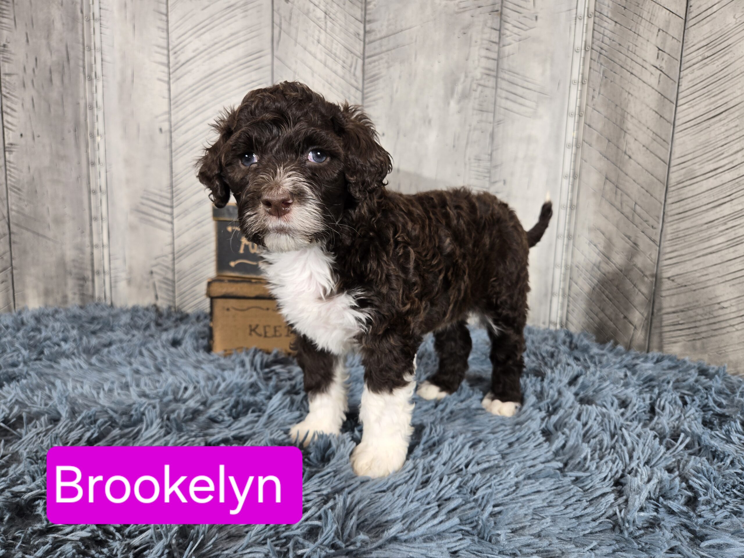Rainie's April '26 Litter - Image 12