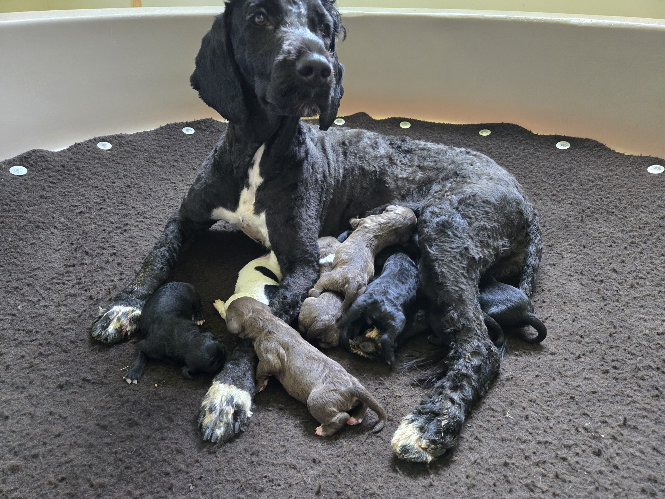 Nala's Litter (Puppies are here)