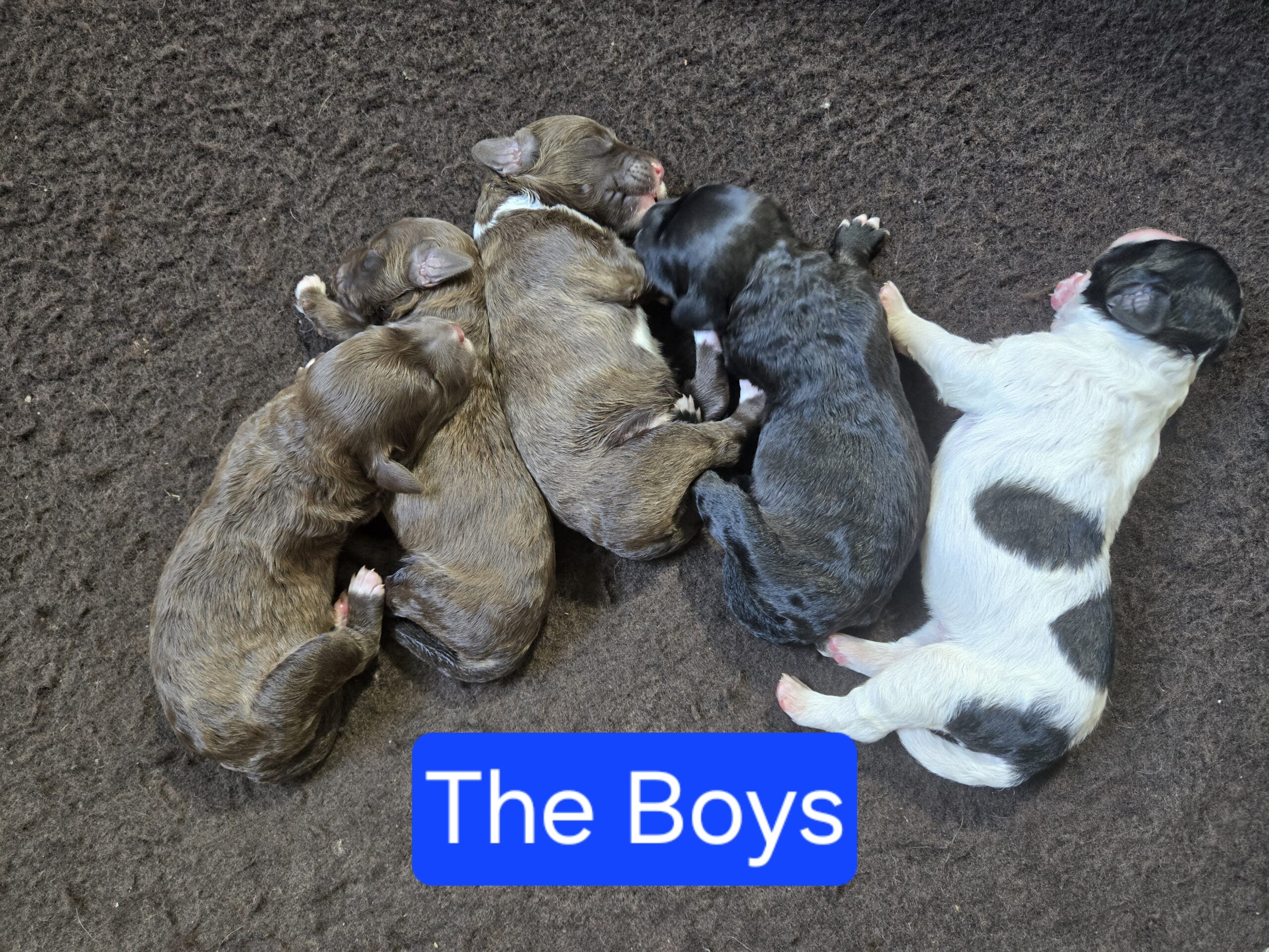 Nala's Litter (Puppies are here) - Image 2