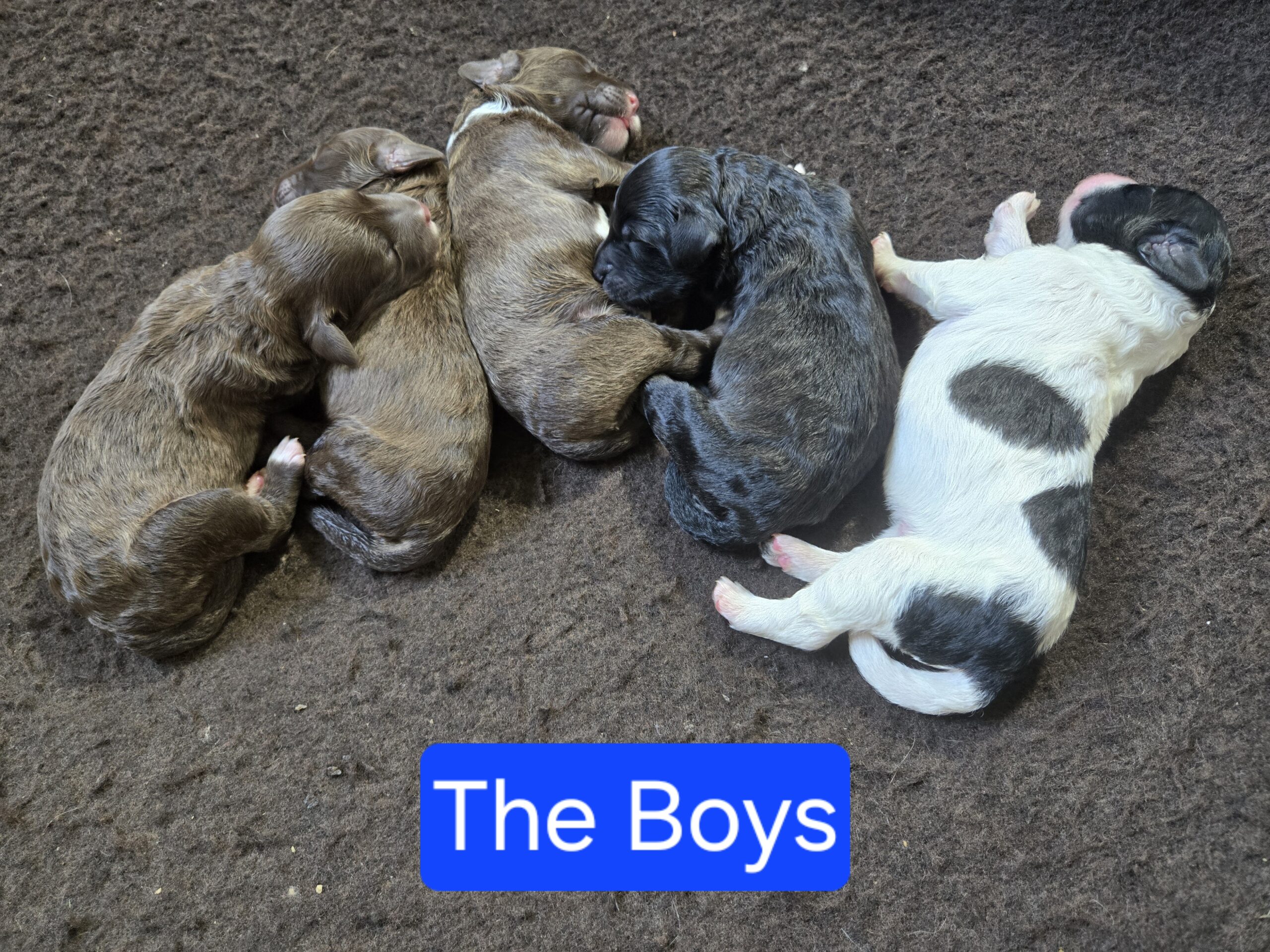 Nala's Litter (Puppies are here) - Image 3