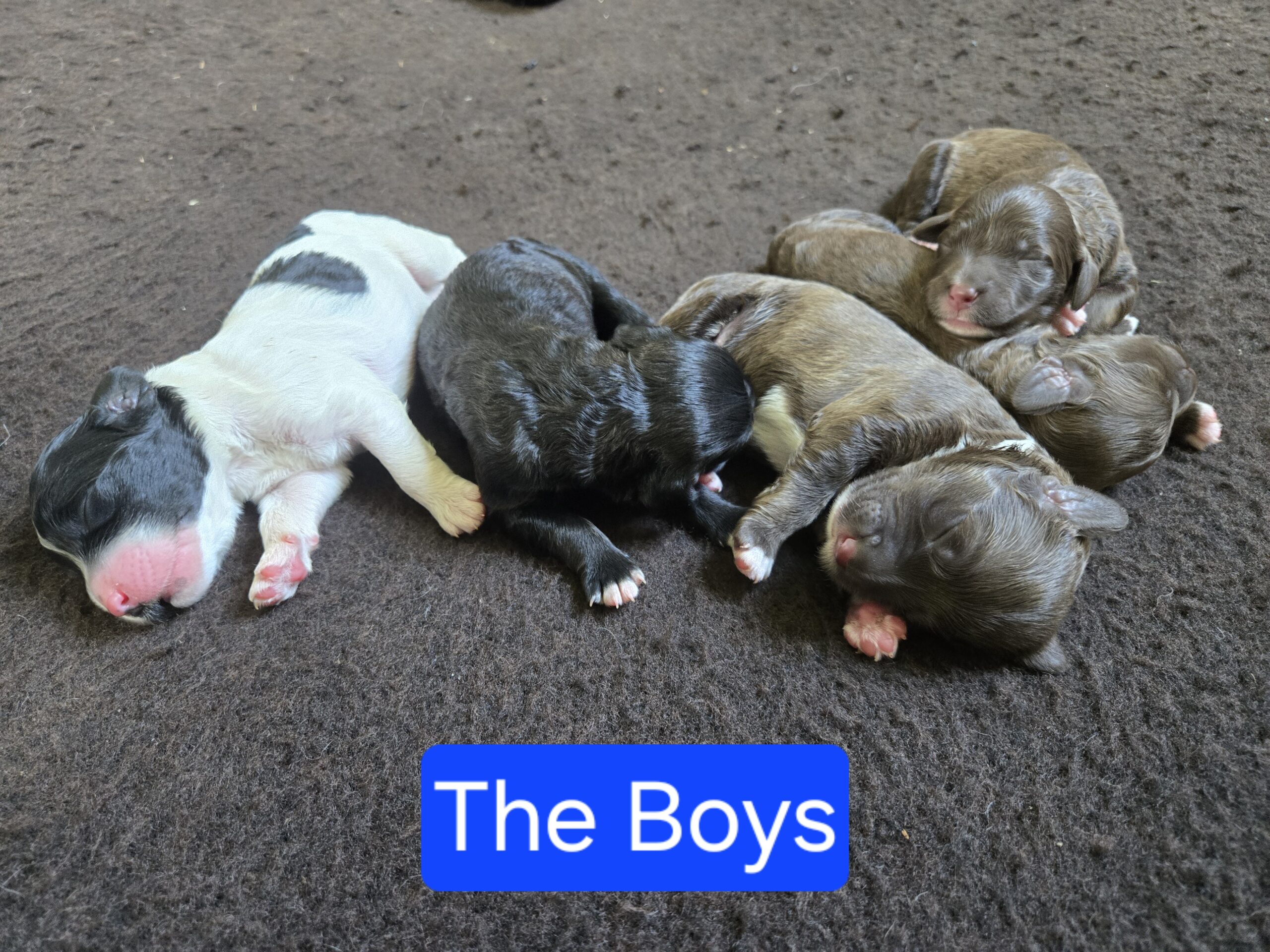 Nala's Litter (Puppies are here) - Image 4