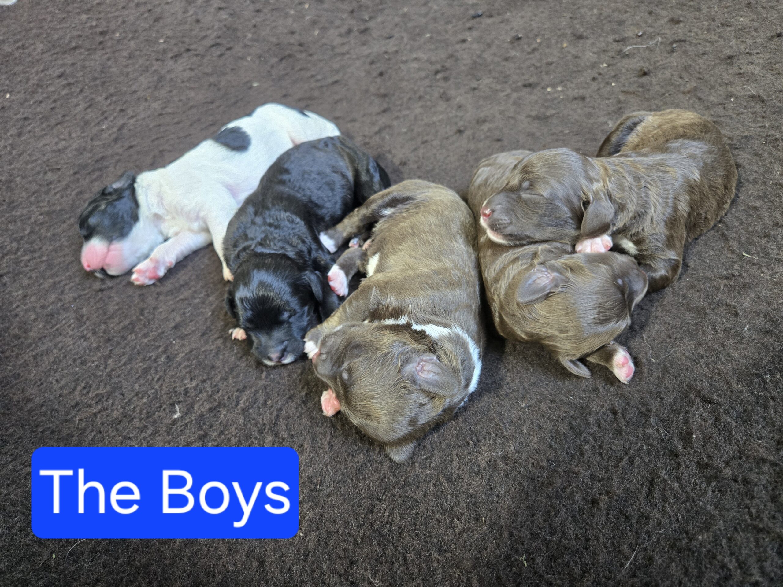 Nala's Litter (Puppies are here) - Image 5