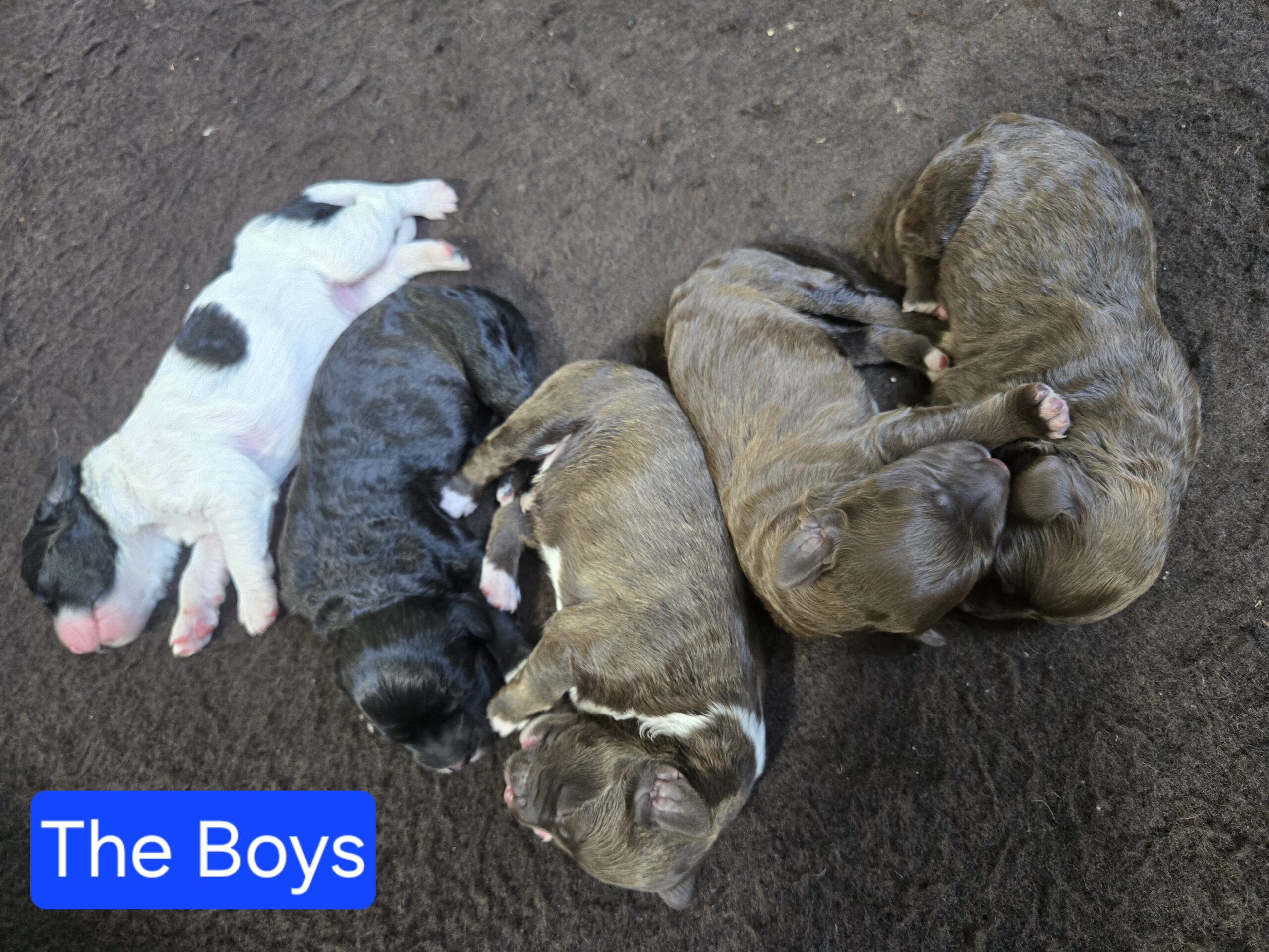 Nala's Litter (Puppies are here) - Image 6