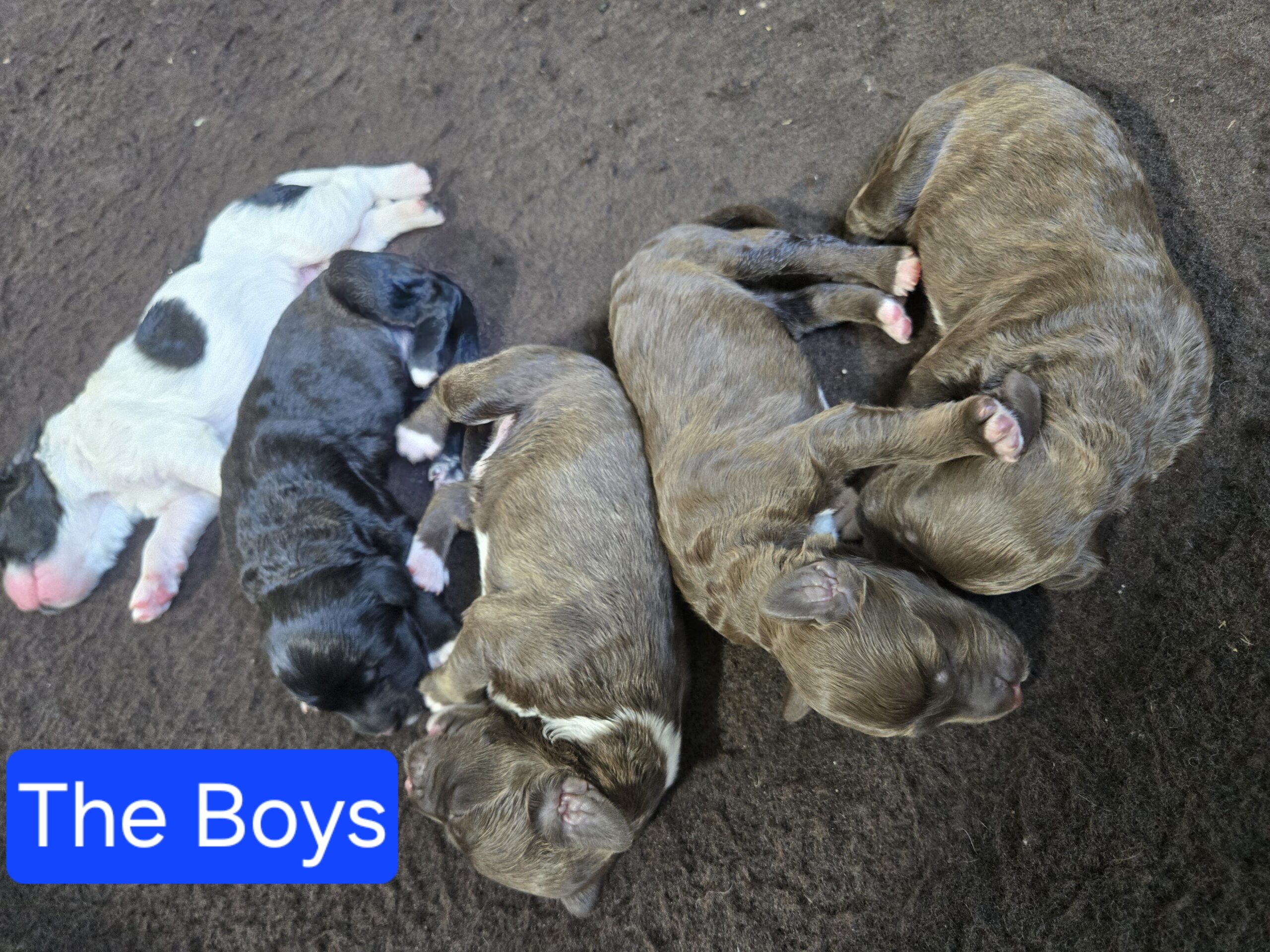 Nala's Litter (Puppies are here) - Image 7