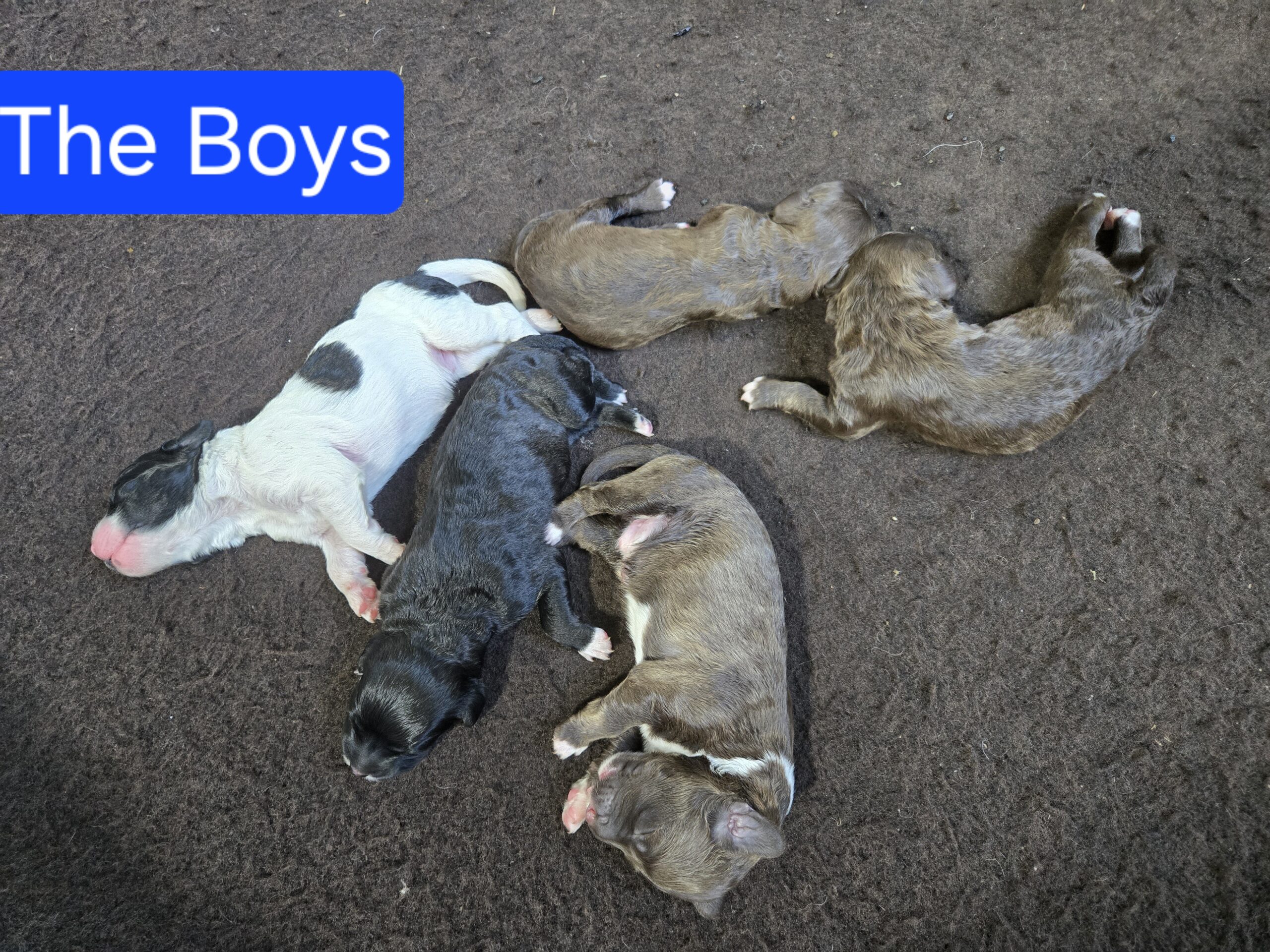 Nala's Litter (Puppies are here) - Image 8