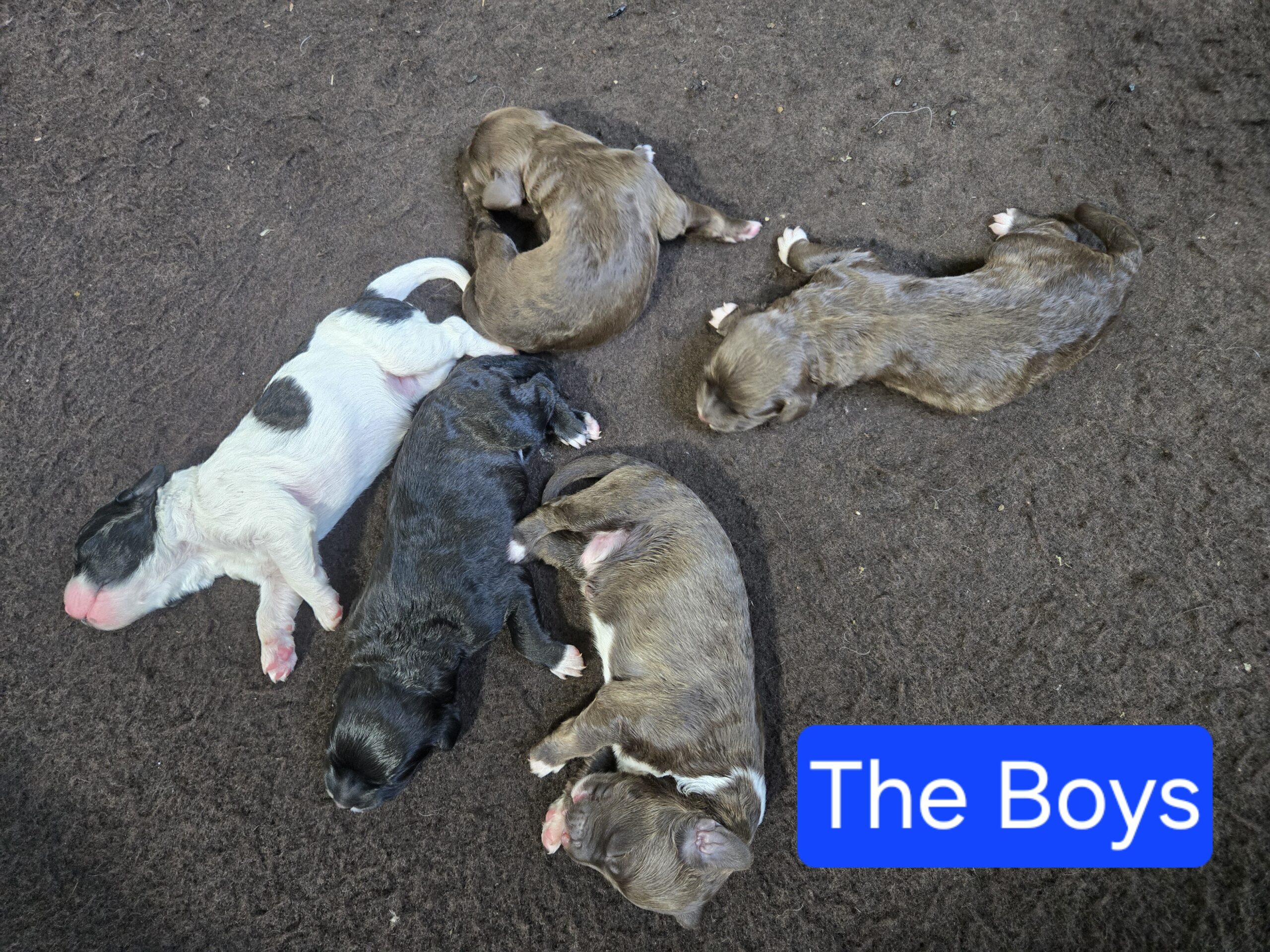 Nala's Litter (Puppies are here) - Image 9