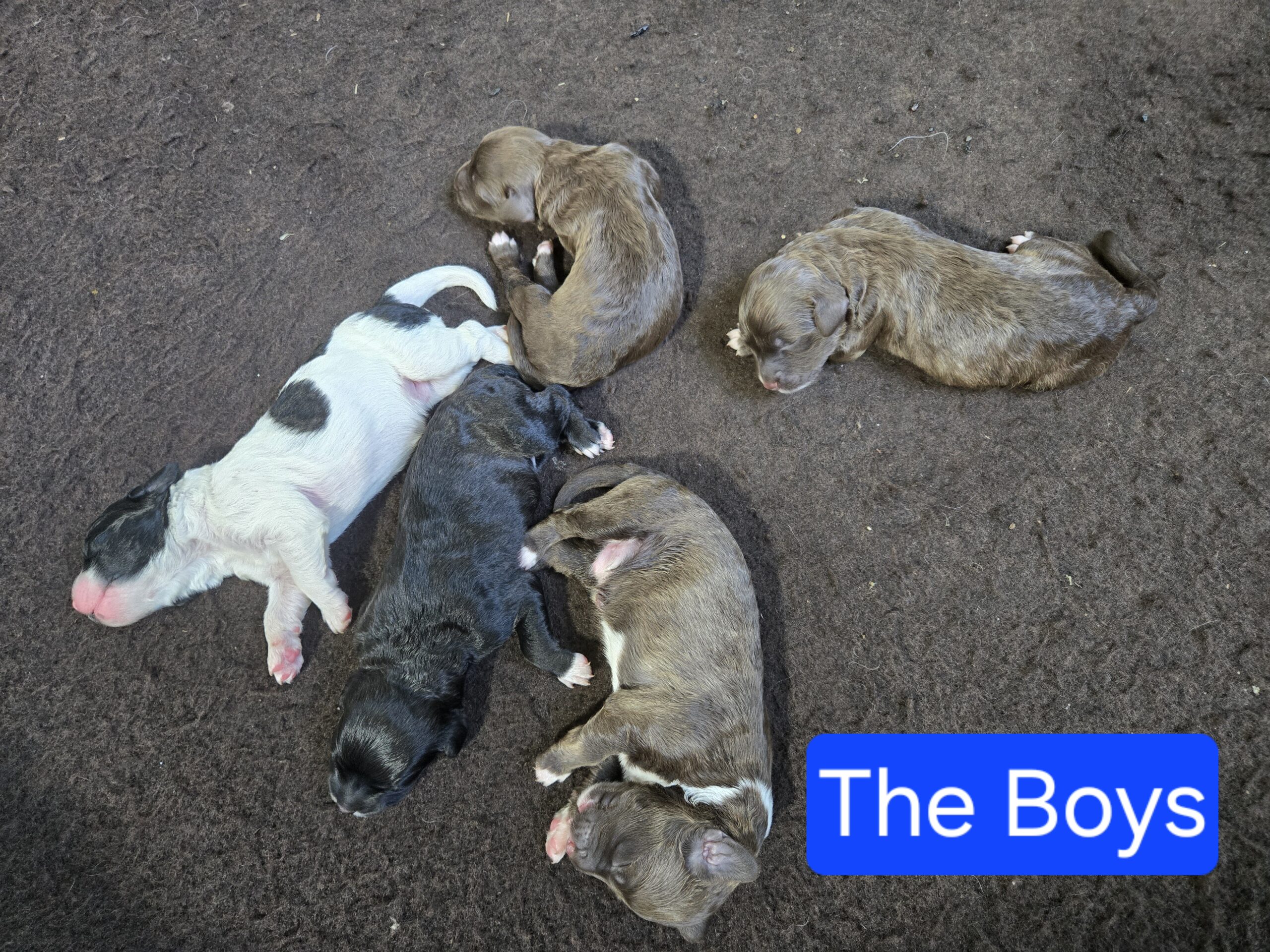 Nala's Litter (Puppies are here) - Image 10