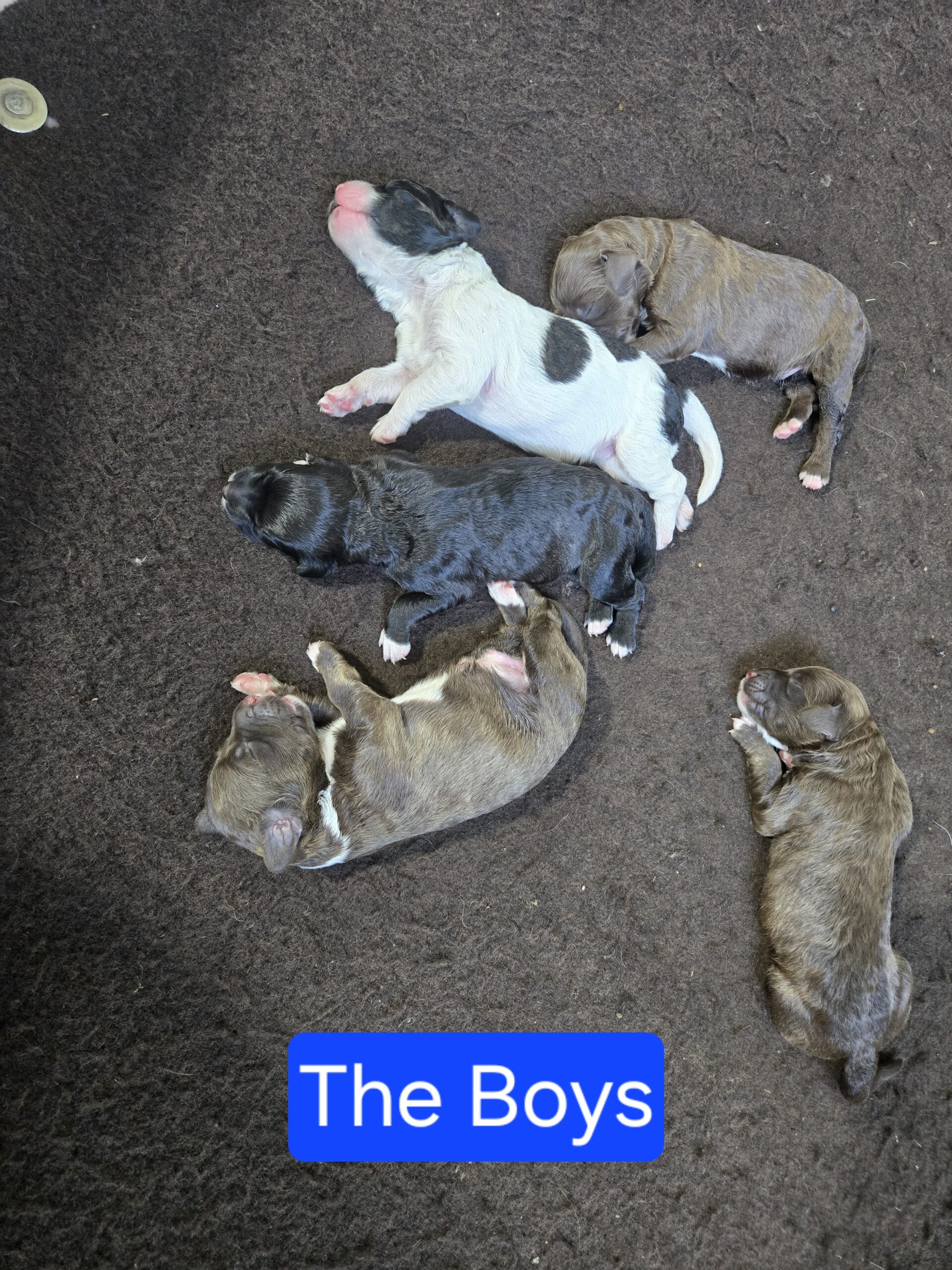 Nala's Litter (Puppies are here) - Image 11