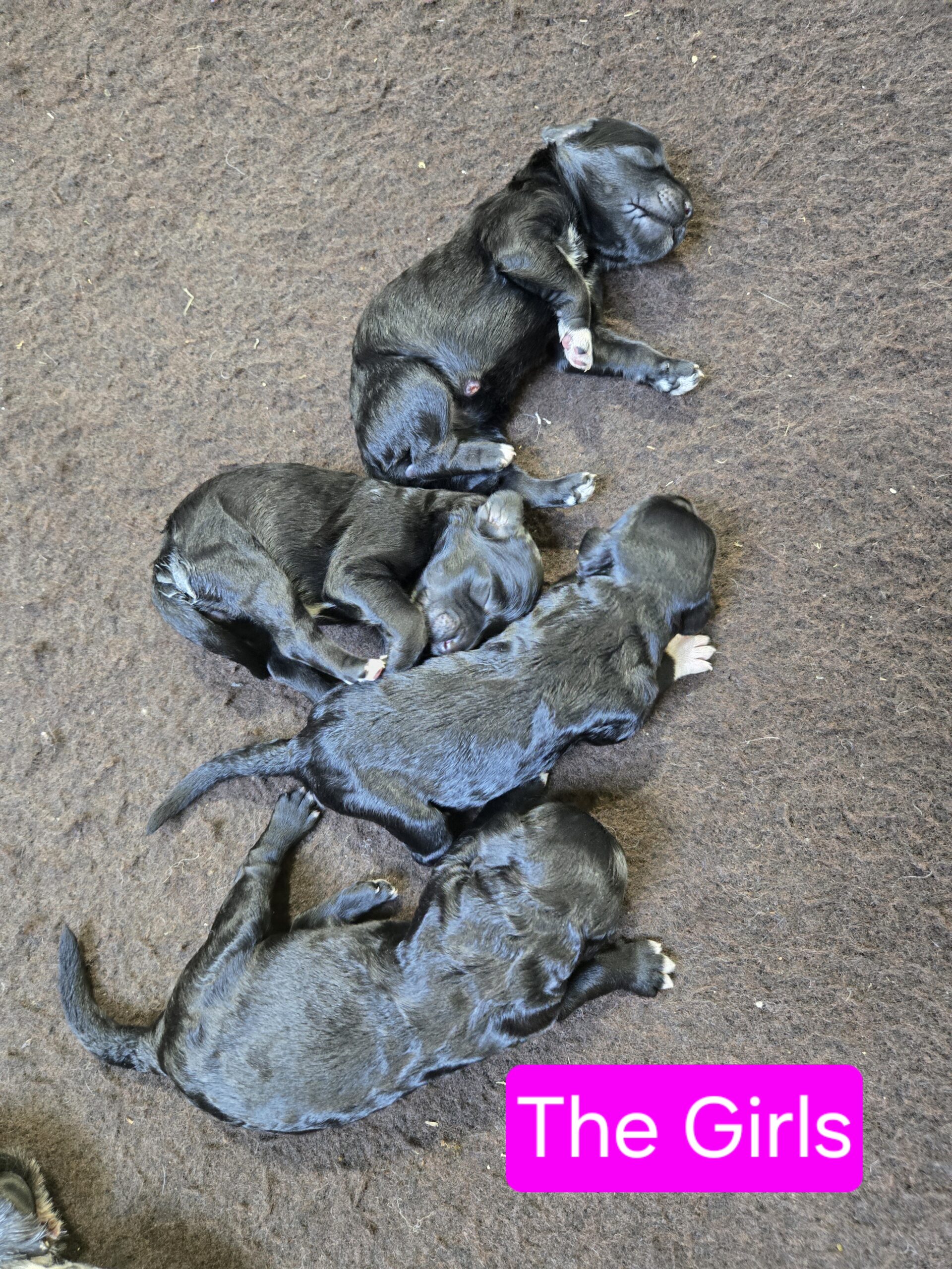 Nala's Litter (Puppies are here) - Image 12