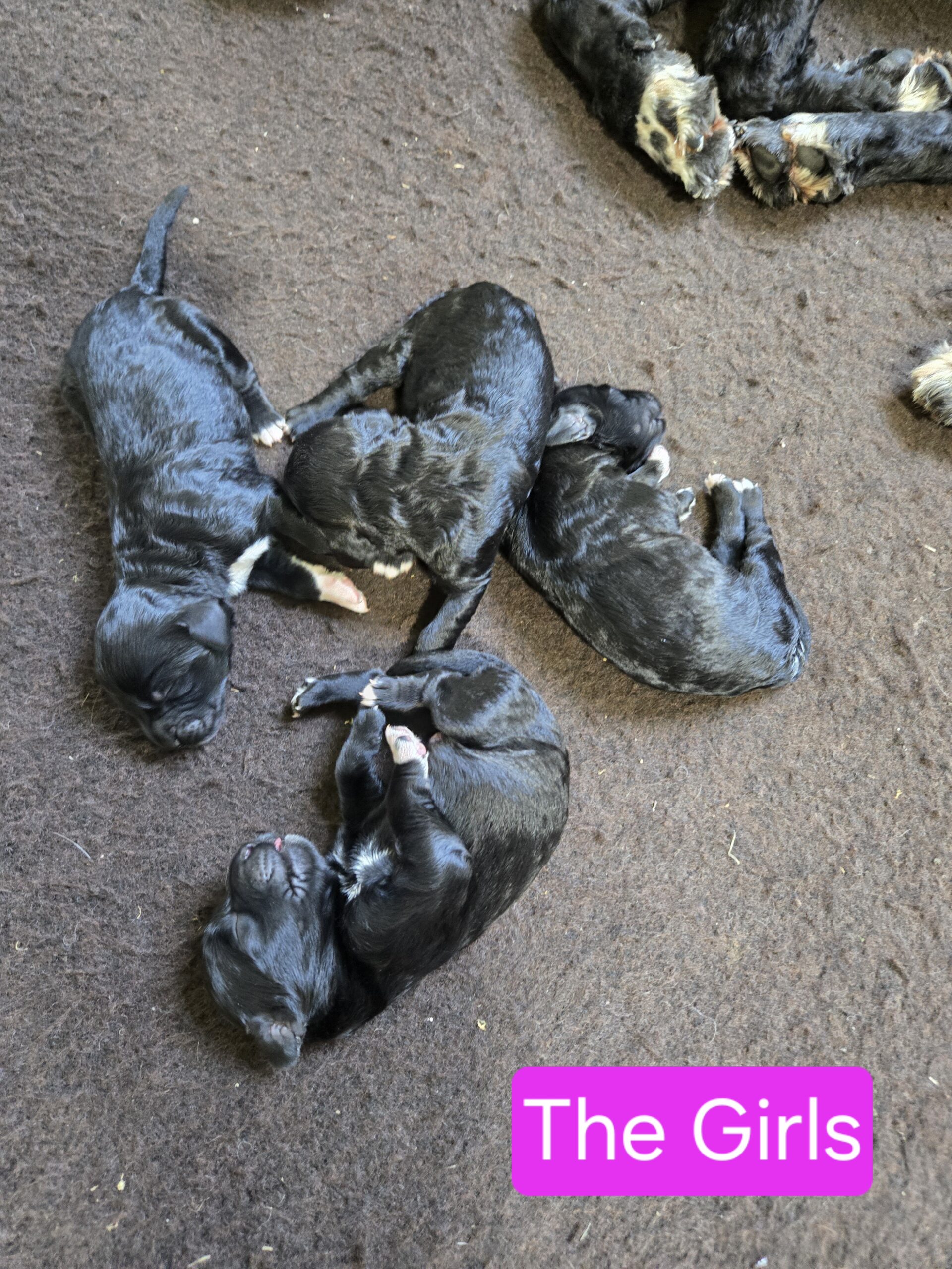 Nala's Litter (Puppies are here) - Image 13