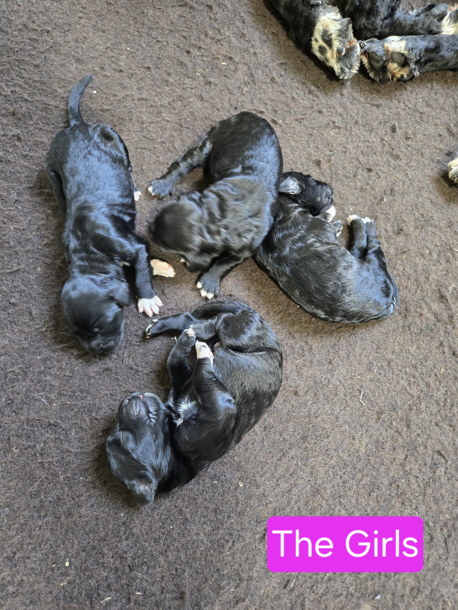 Nala's Litter (Puppies are here) - Image 14
