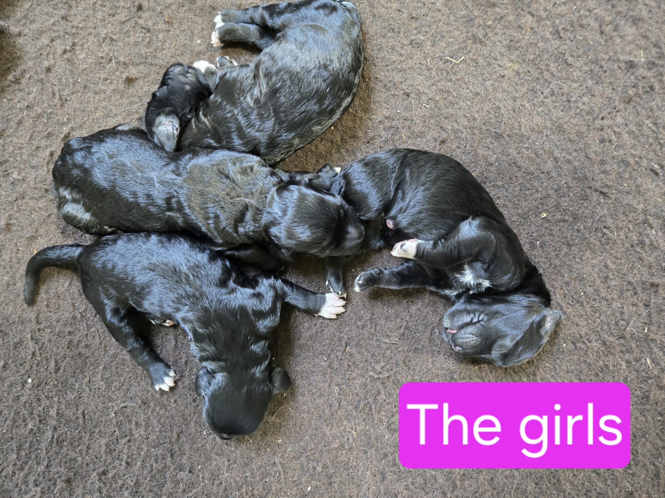 Nala's Litter (Puppies are here) - Image 15