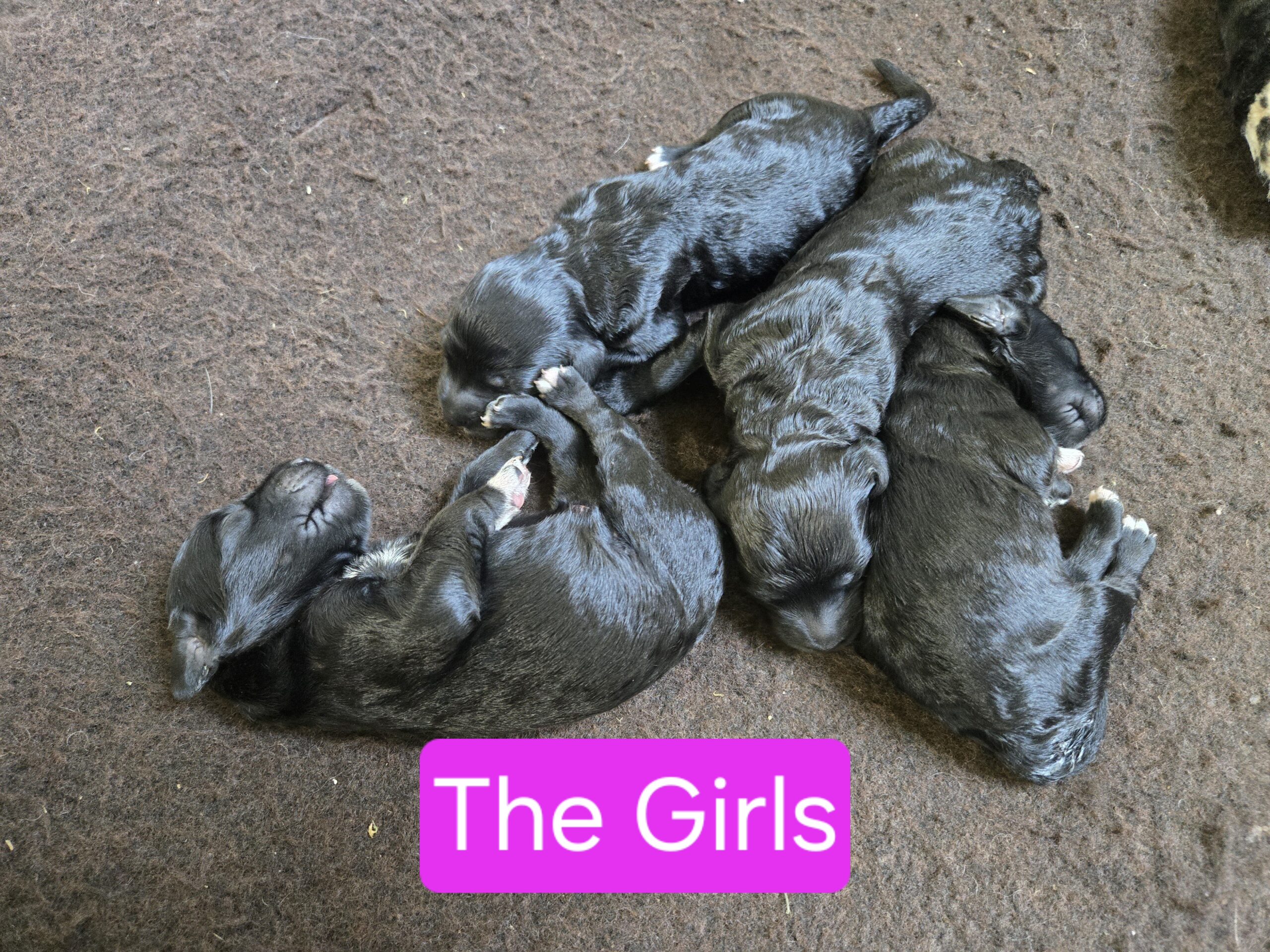 Nala's Litter (Puppies are here) - Image 16