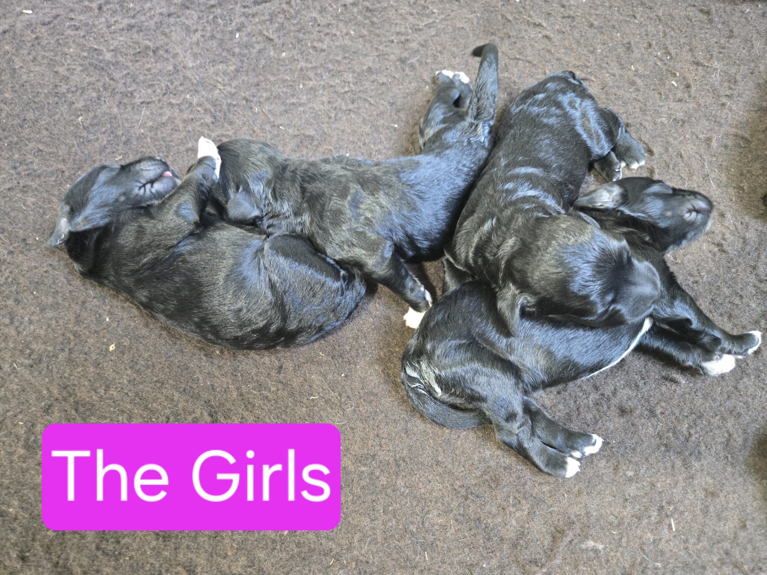 Nala's Litter (Puppies are here) - Image 17