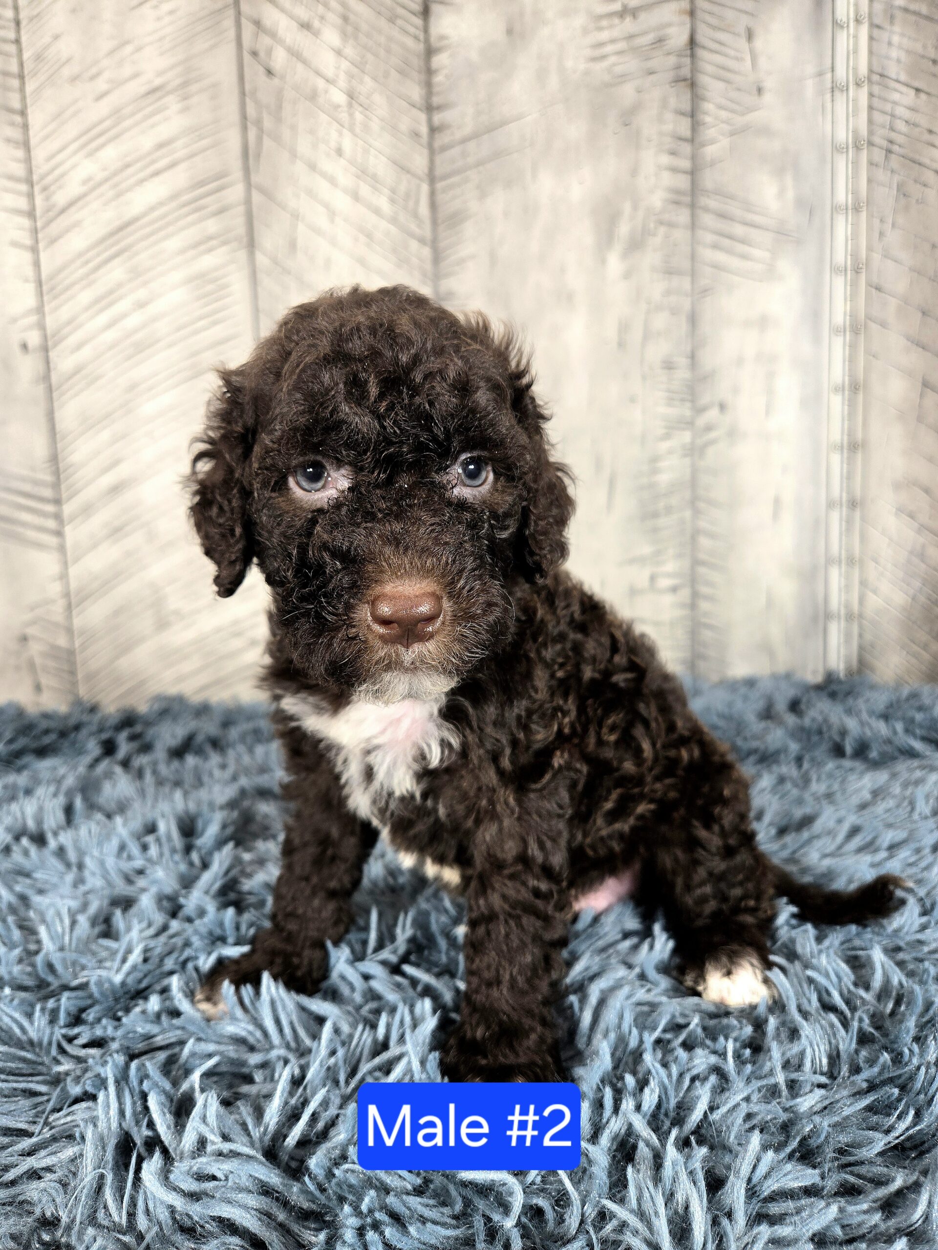 20260917_123156 - My Portuguese Water Dog