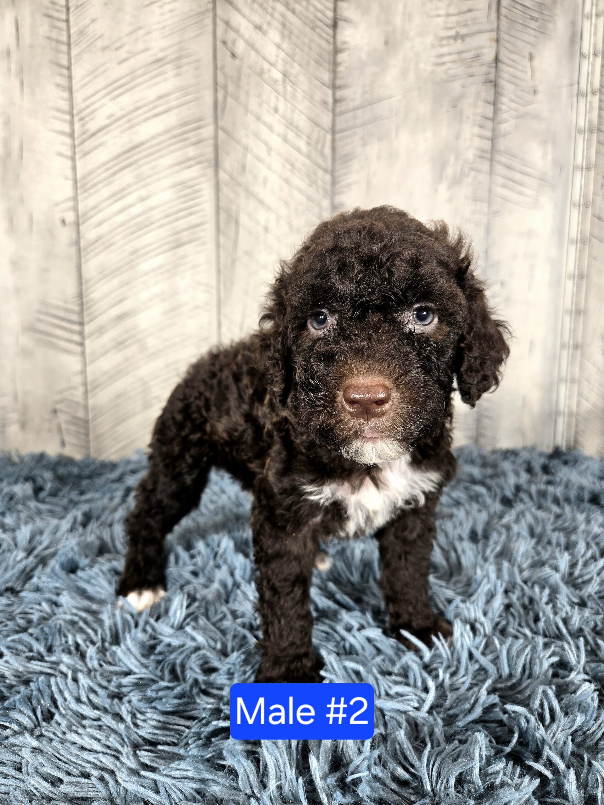 20260917_1233150 - My Portuguese Water Dog