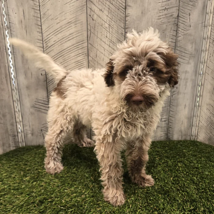 Adorable tan and brown portuguese water dog puppy