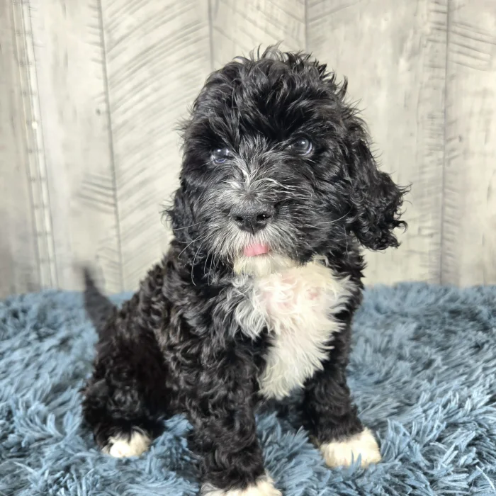 Adorable black and white portuguese water dog puppy